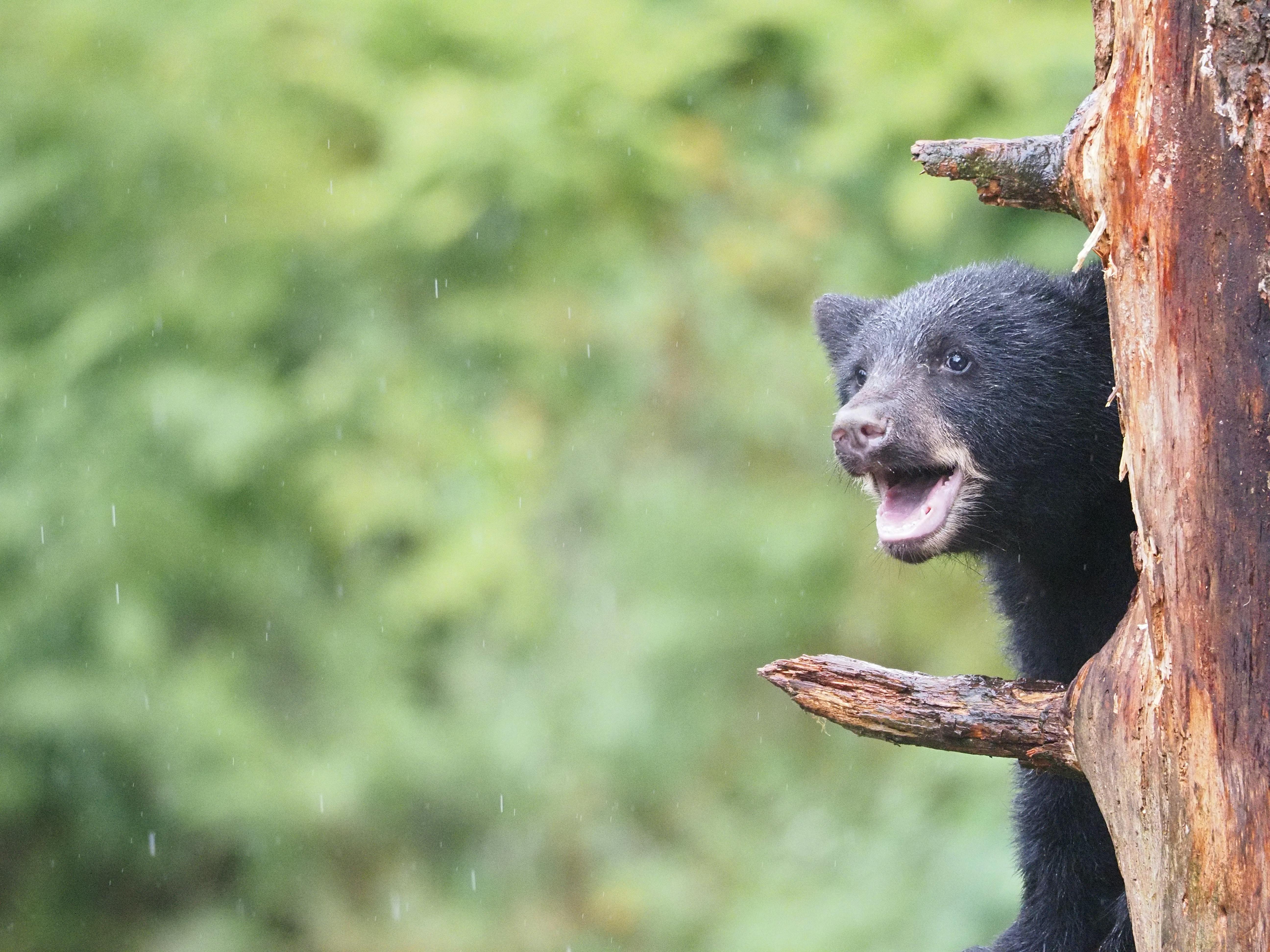 Wrangel Island, Russia - travel photo