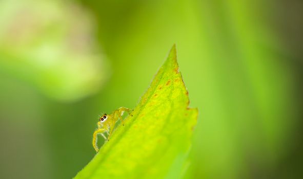 Close-up of a small jumping spider perched on a green leaf in a natural setting.