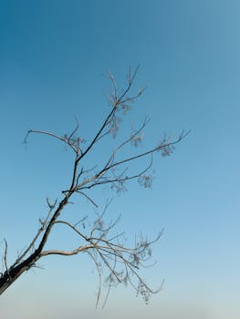 A serene image of a leafless tree silhouette against a clear blue sky, capturing natural beauty and tranquility.