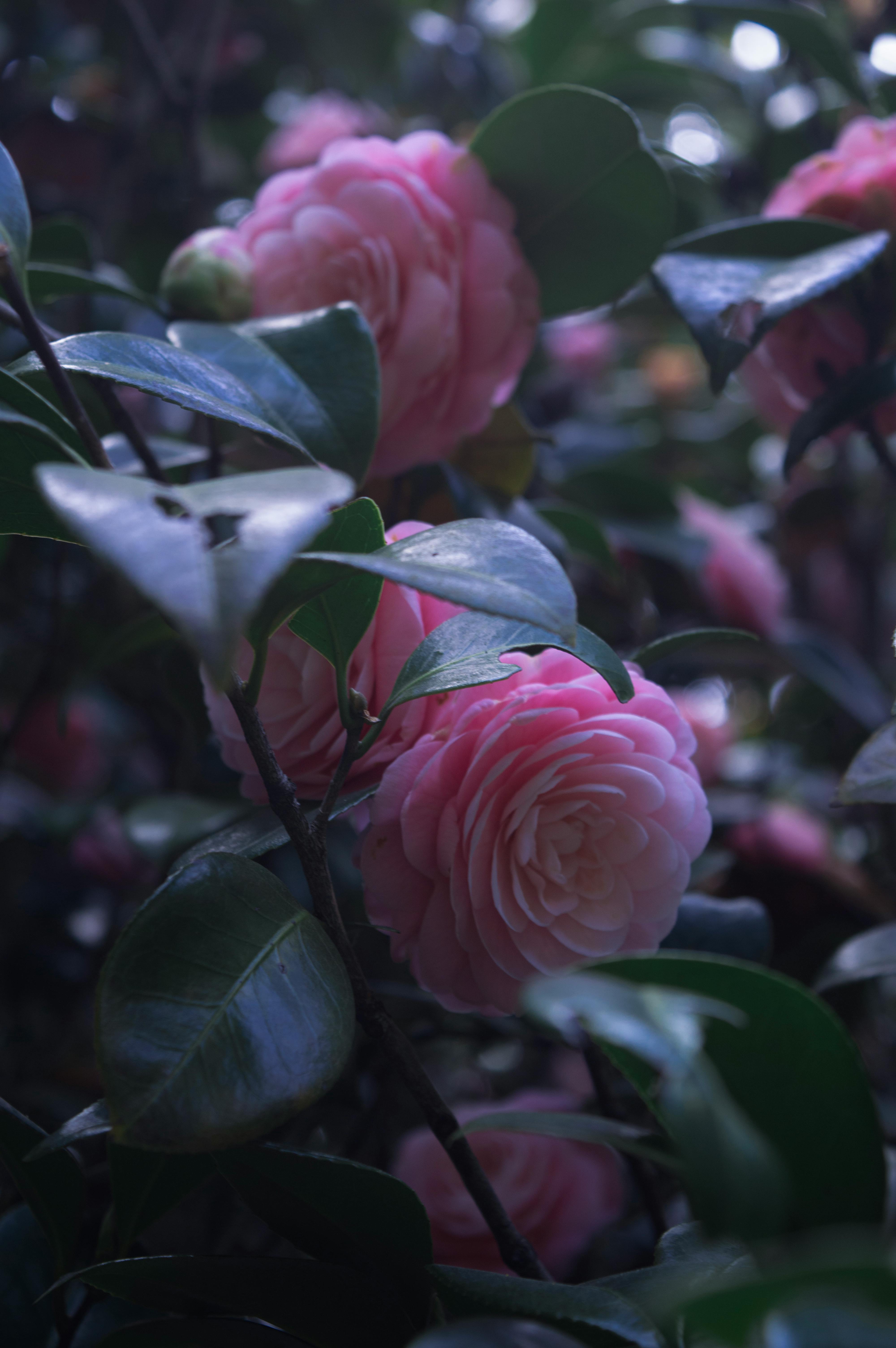 Безкоштовне Ніжні рожеві квіти камелії серед пишного зеленого листя, що підкреслюють природну красу. стокове фото