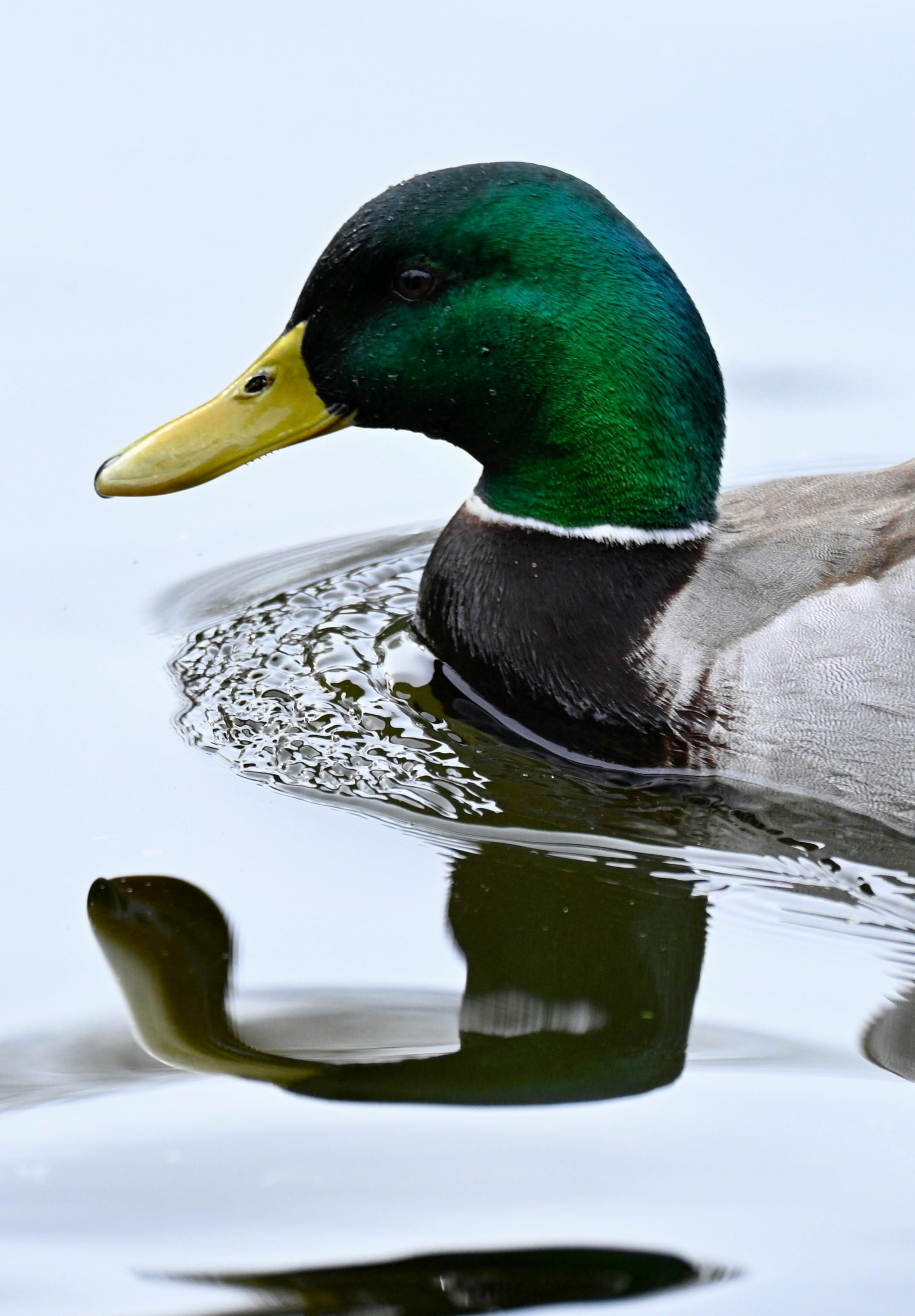 gratis Close-up van een kleurrijke wilde eend die sierlijk zwemt in een rustige vijver in het Verenigd Koninkrijk. Stockfoto
