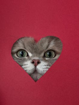 Adorable gray cat peeping through a heart-shaped cutout on a red paper background.