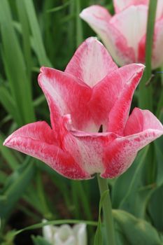 Beautiful pink and white tulip captured in a garden setting.