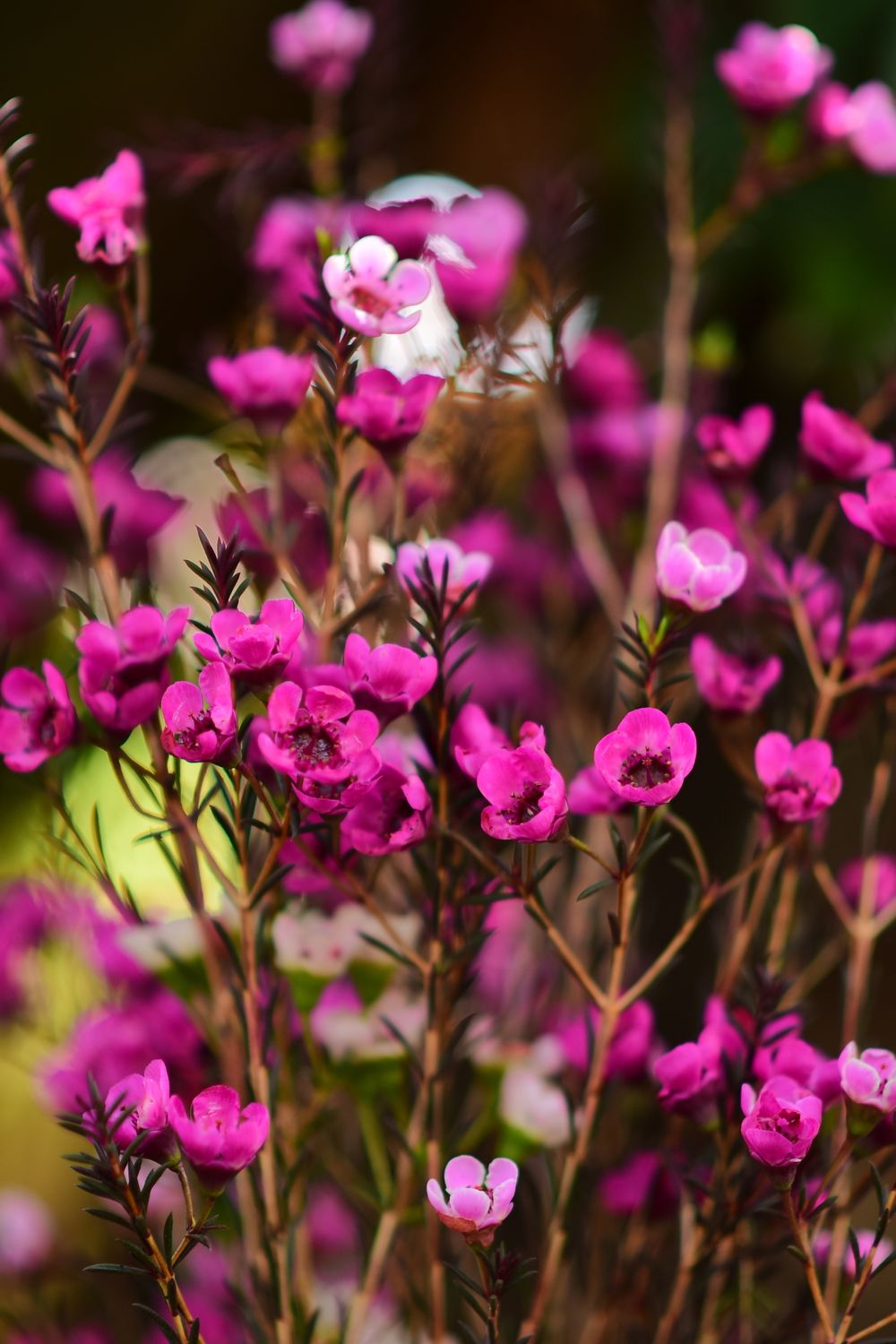 Waxy Bloom Color Vibrant Pink Wax Flowers in Full Bloom · Free Stock Photo