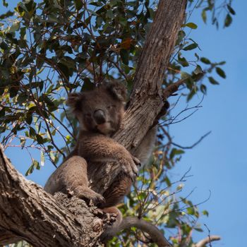 Australian Bushfires (2019–2020 Season)