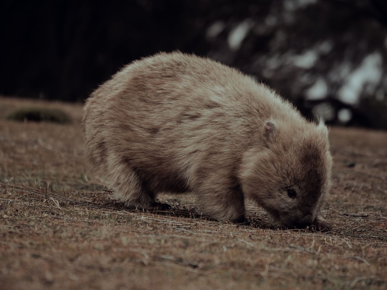 a close up photo of a wombat in maria island tasmania showcasing its n
