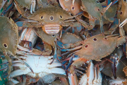 Detailed view of vibrant blue crabs in a seafood market, showcasing texture.