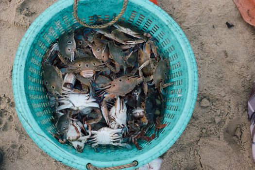 Assorted crabs in a turquoise basket on beach sand, seafood harvest.