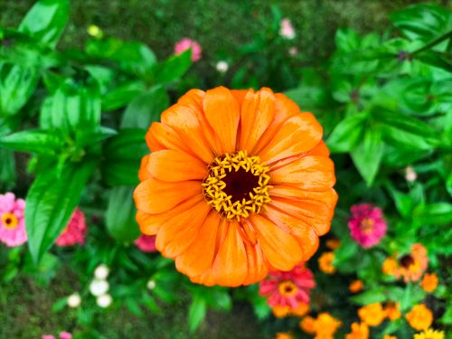 Free Close-up of a vibrant orange Zinnia flower with dew on petals. Stock Photo