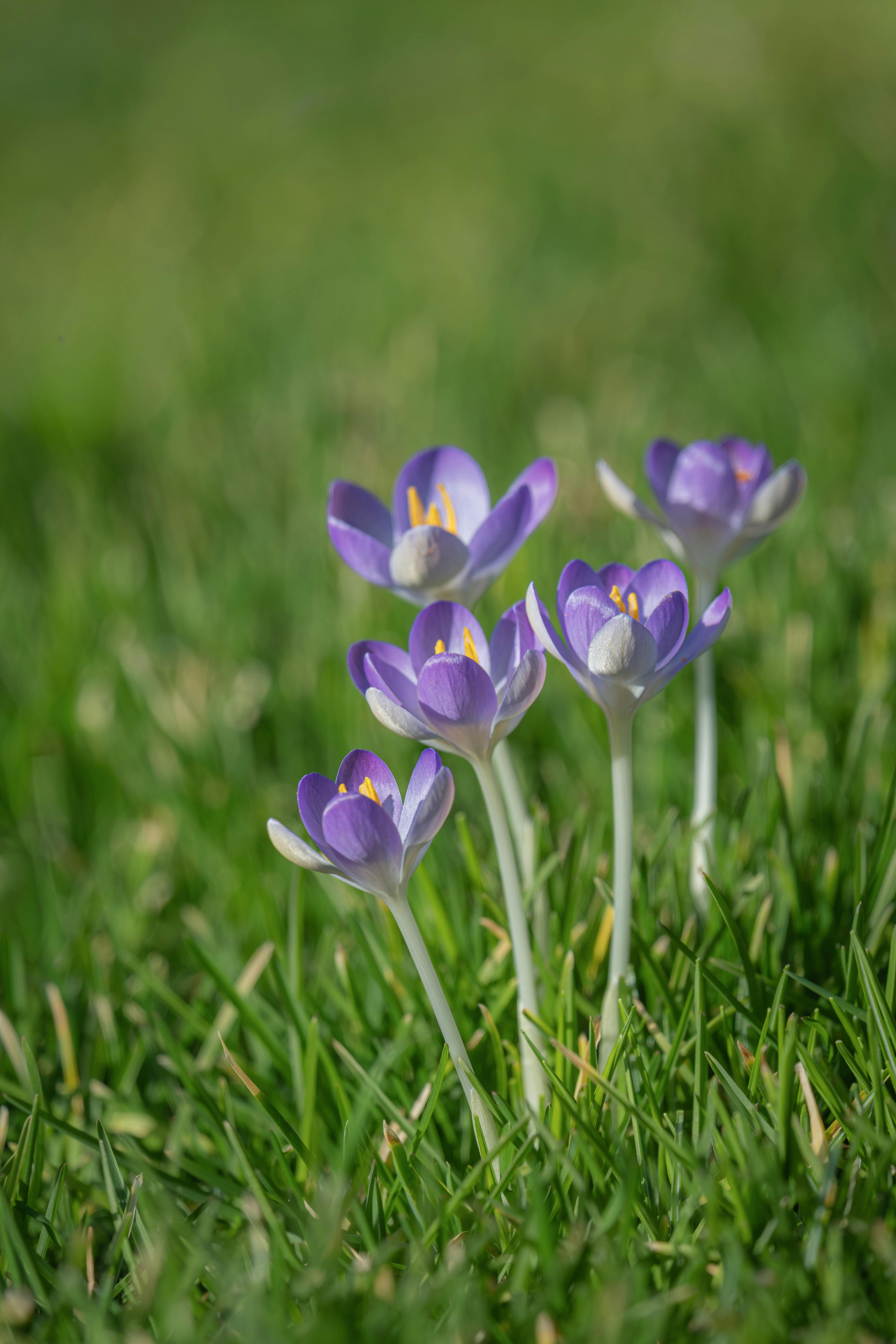 免费 春天，紫色的番红花在绿草丛中盛开，特写镜头展现了大自然的美丽。 素材图片