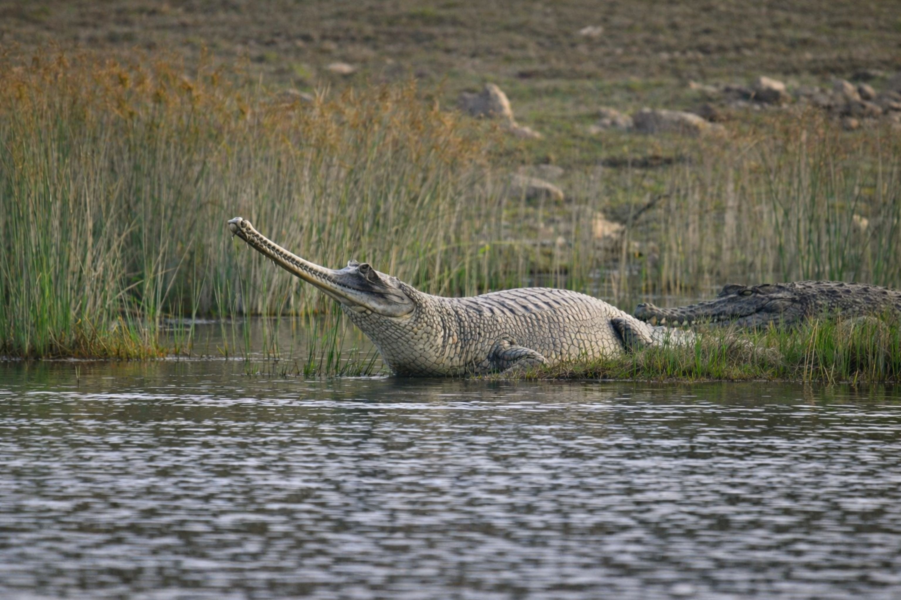 Imajen husi mineração ilegal iha riu Chambal iha Gharial Sanctuary, ho mákina boot no ema servisu, hatudu oinsá atividade ile