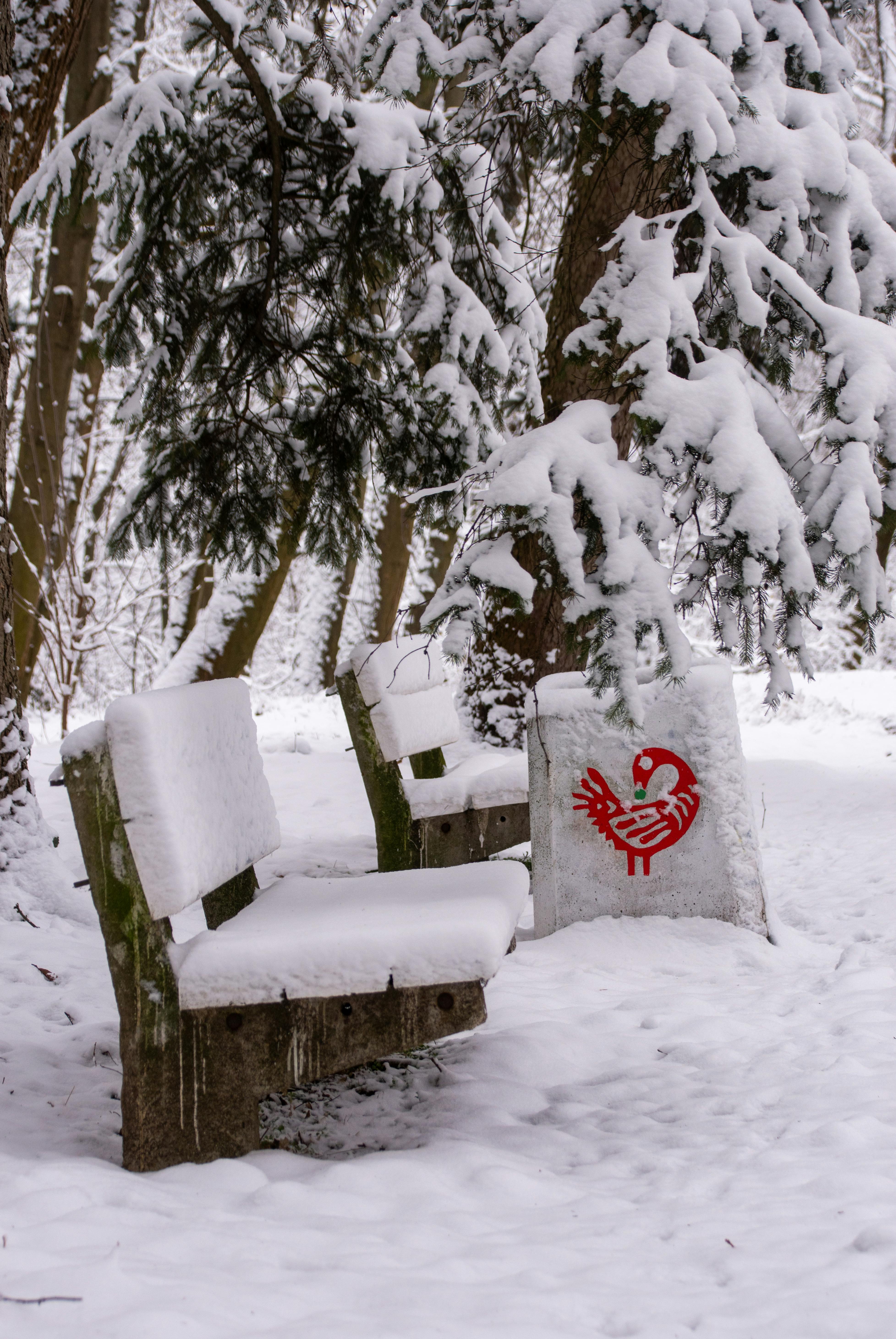 Безкоштовне Дві засніжені лавки в зимовому лісі з червоним графіті на дереві. стокове фото