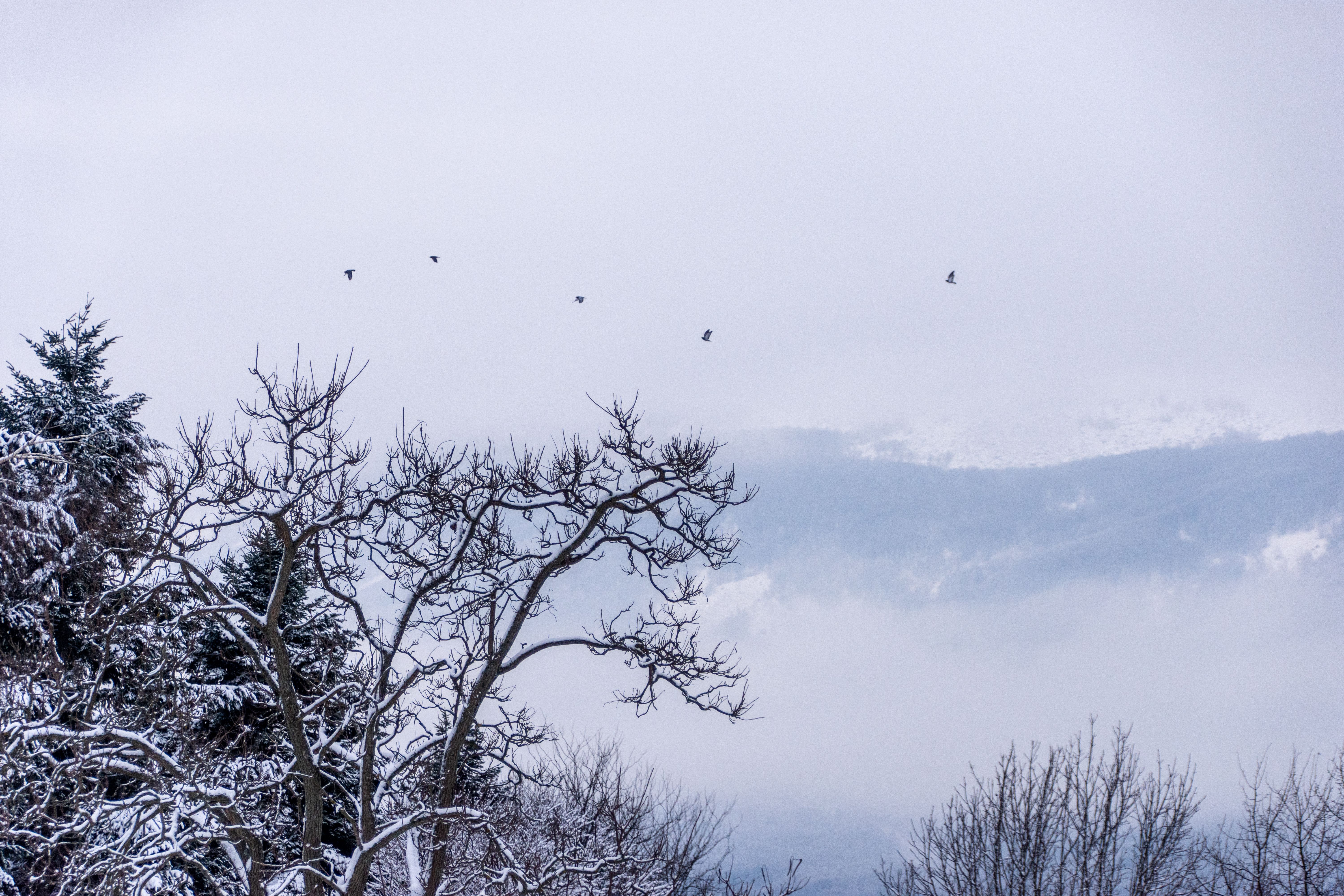 Serene Winter Landscape with Snow-Covered Trees · Free Stock Photo