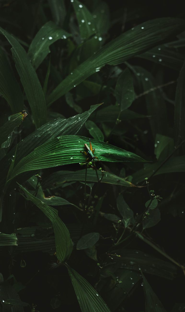 A vivid grasshopper perched on dark, dewy leaves deep in a lush forest scene.