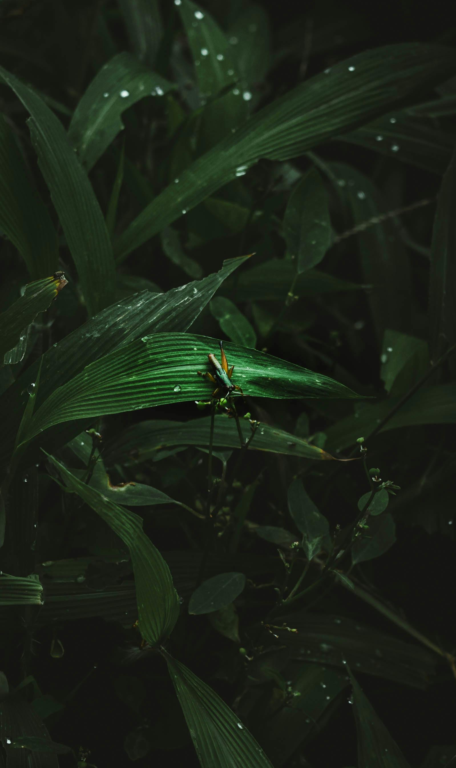 grátis Um gafanhoto vibrante empoleirado em folhas escuras e úmidas no meio de uma exuberante floresta. Foto profissional