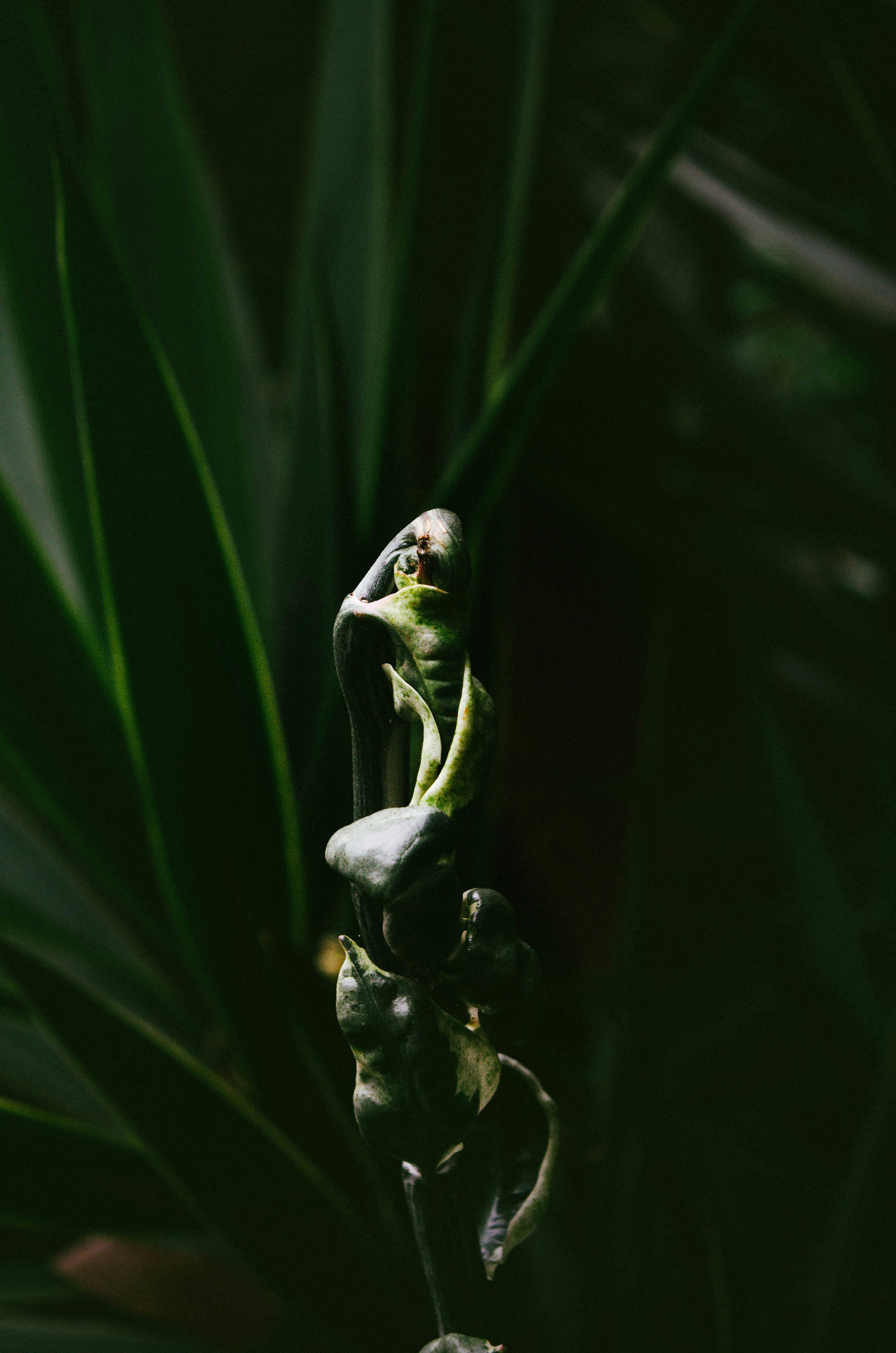 Miễn phí Hình ảnh cận cảnh đầy cảm xúc về một chồi non màu xanh giữa tán lá xanh đậm, ghi lại những chi tiết tinh tế của thiên nhiên. Ảnh lưu trữ