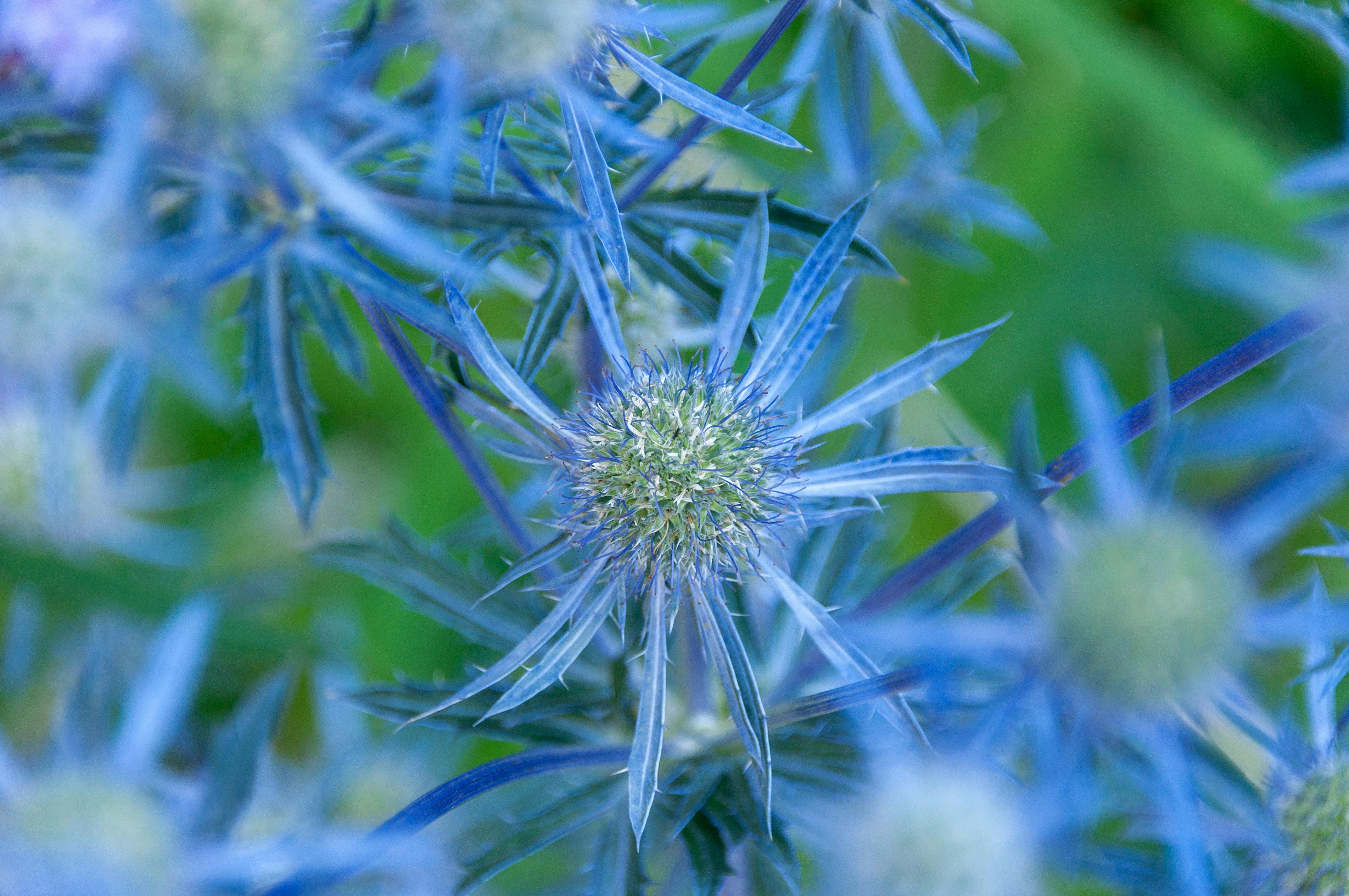 ingyenes Közeli kép egy élénk kék tengeri magyalvirágról, melynek tüskés levelei kiemelik egyedi szépségét. Stockfotó