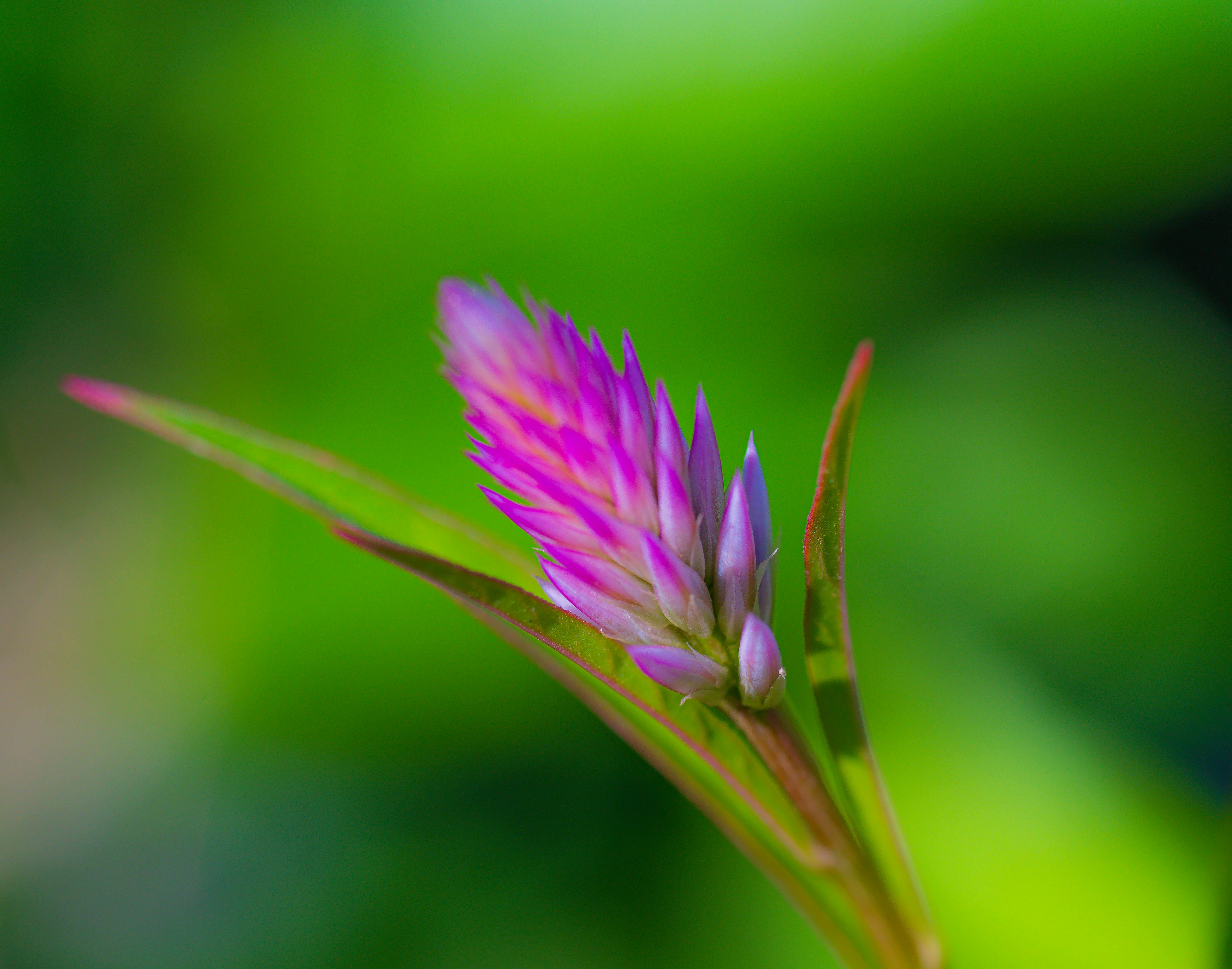 Miễn phí Ảnh lưu trữ miễn phí về ánh sáng rực rỡ, cận cảnh, cánh hoa Ảnh lưu trữ