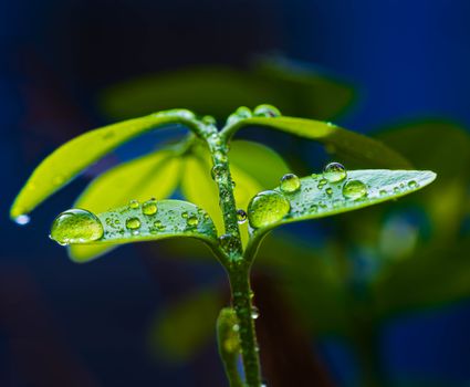 A high-resolution macro shot showcasing dewdrops on fresh green leaves against a blue background.