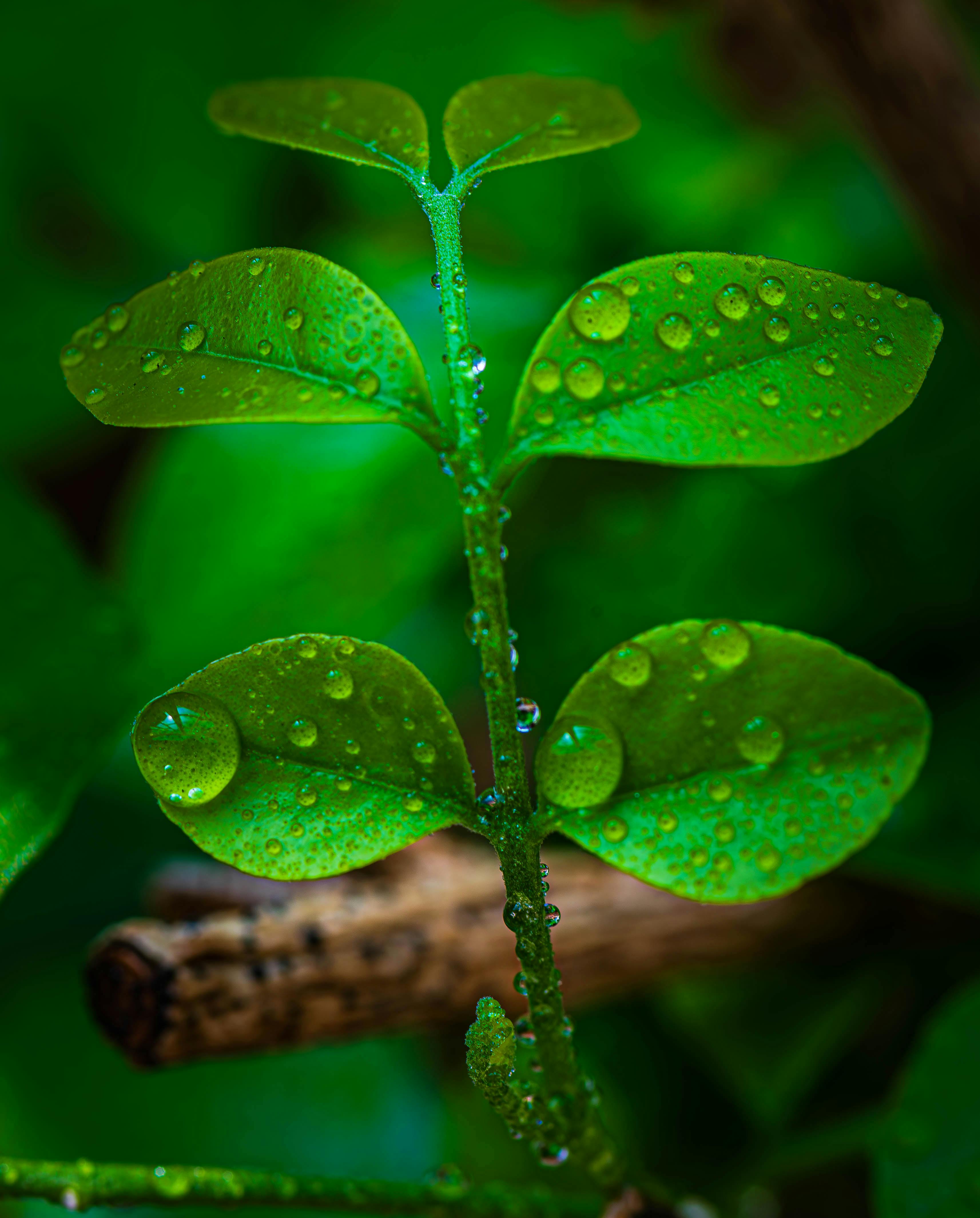 ingyenes Részletes közeli kép friss zöld levelekről, harmatcseppekkel borítva, amelyek a természet szépségét mutatják be. Stockfotó