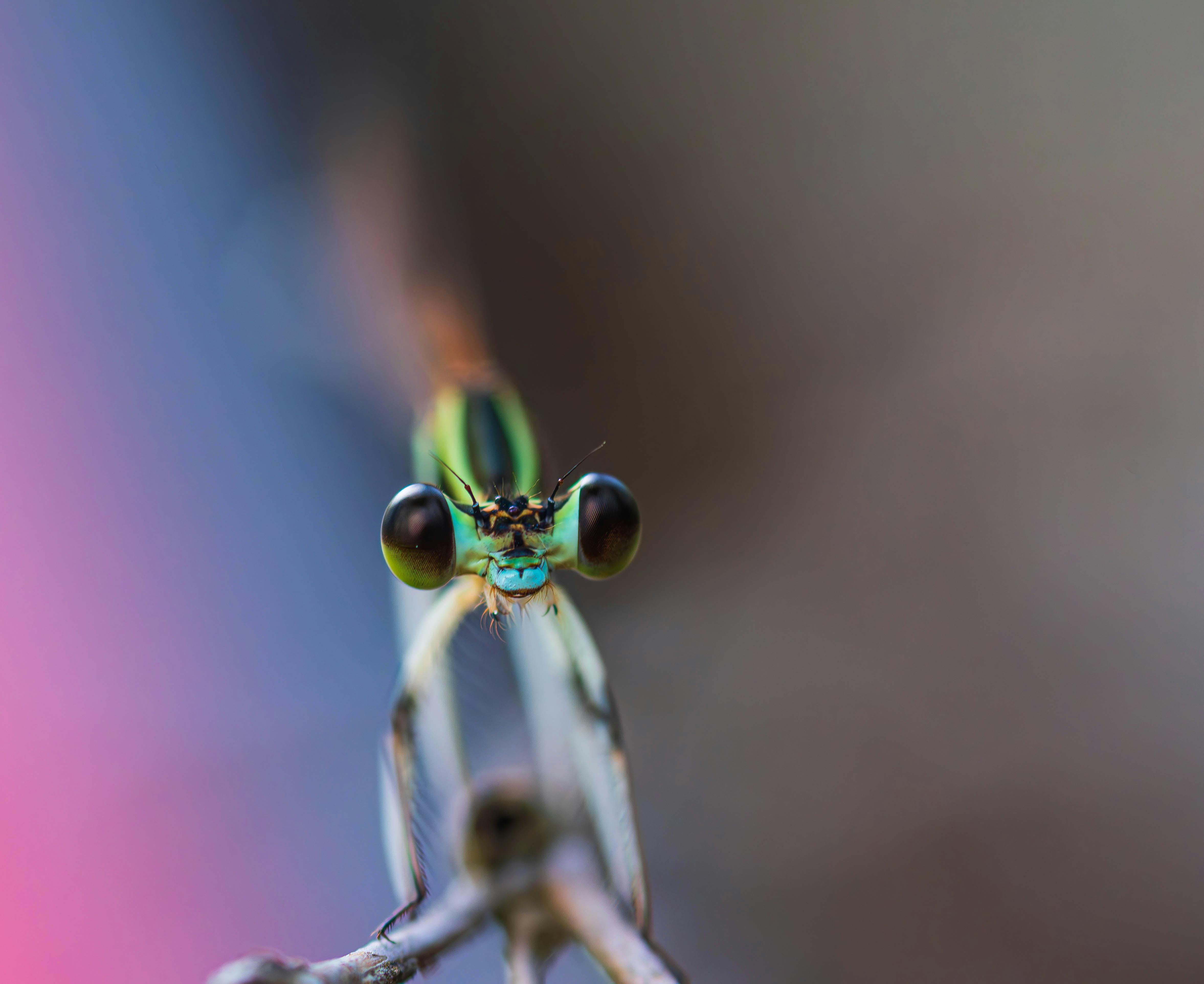 gratis Levendige close-up van een libelle die op een tak zit, met een wazige achtergrond. Stockfoto