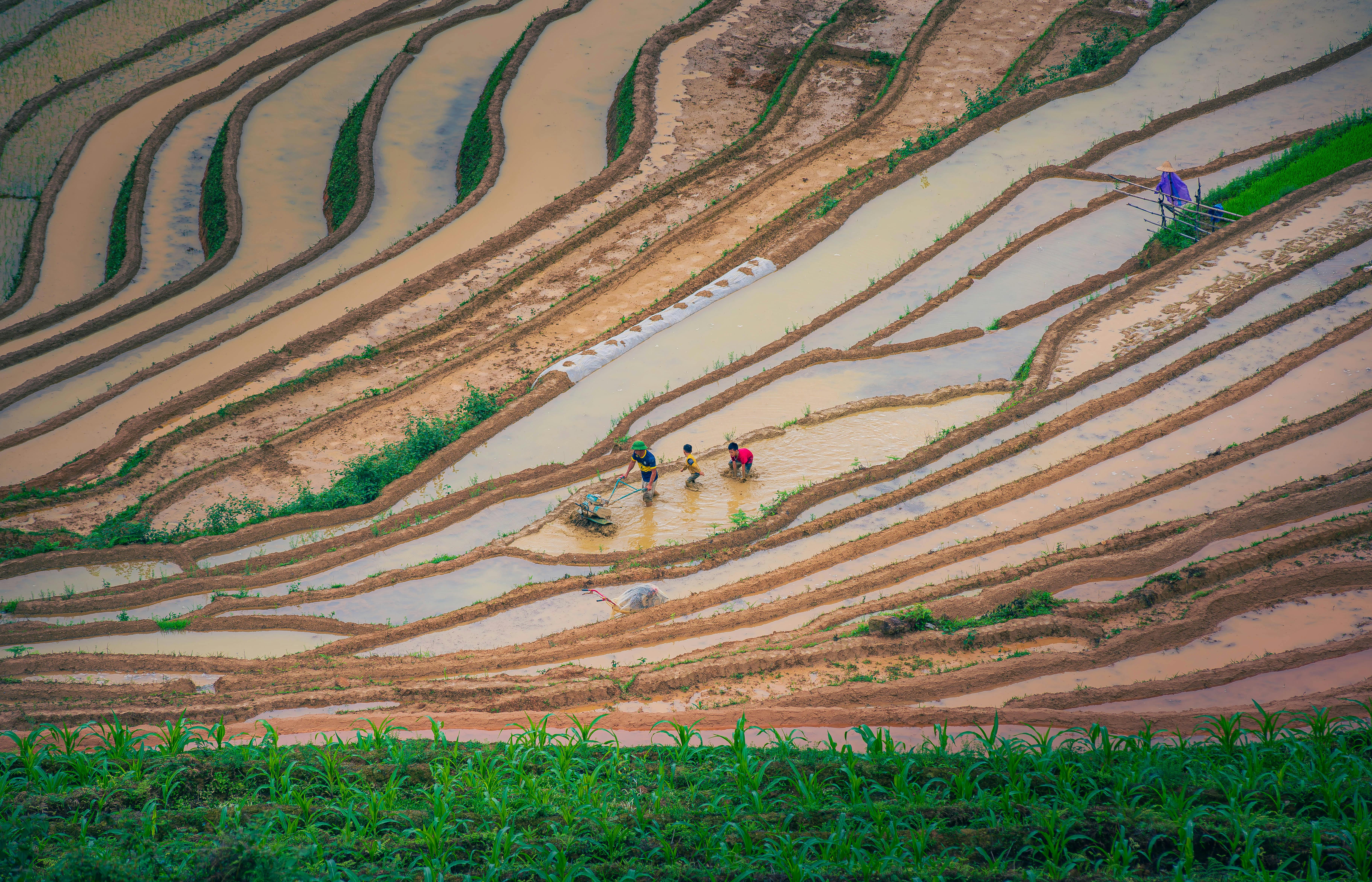 無料 棚田で働く人々の色鮮やかな空中写真。アジアの農業を紹介しています。 写真素材