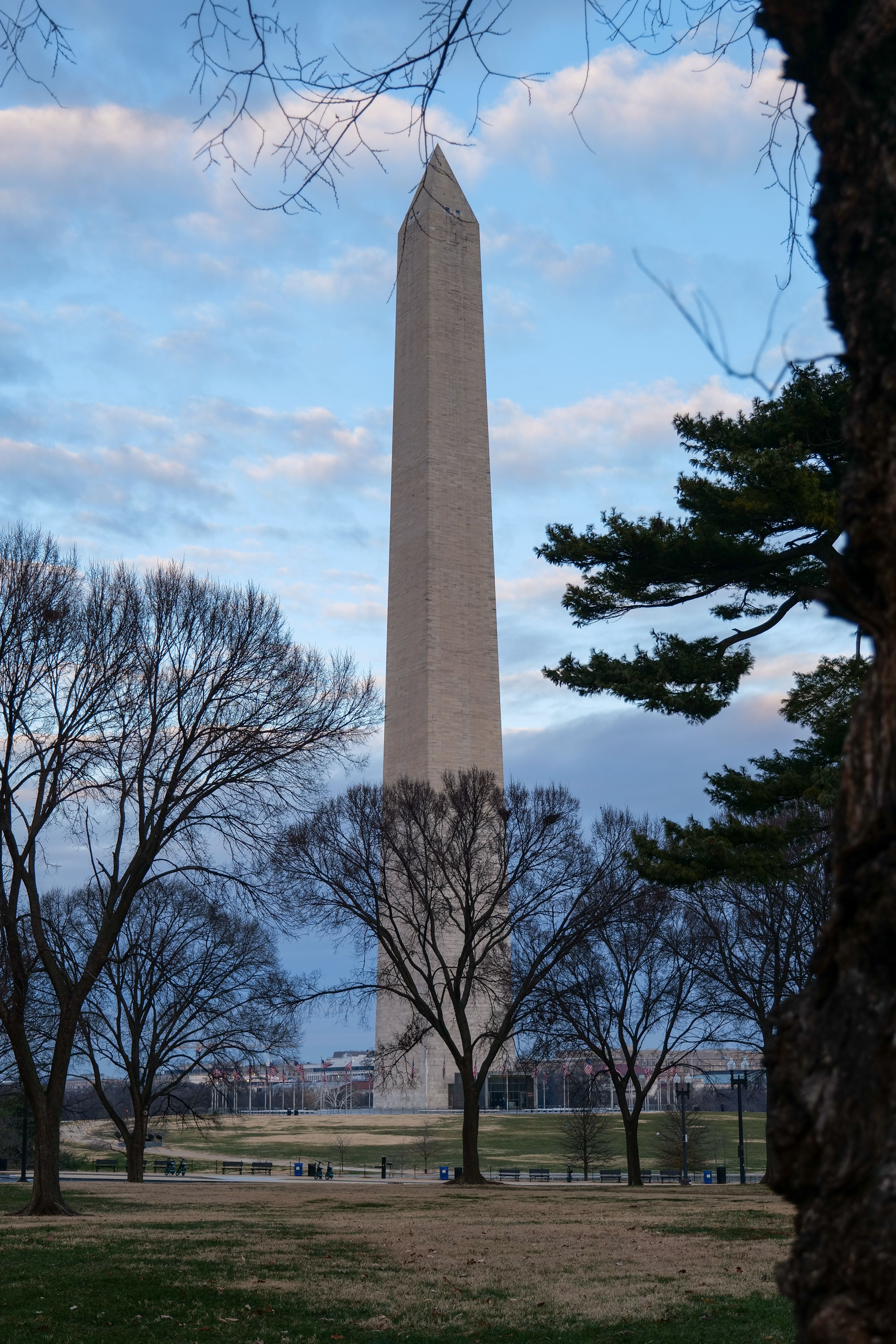 The Washington Monument stands tall amid bare winter trees in D.C.'s iconic landscape.