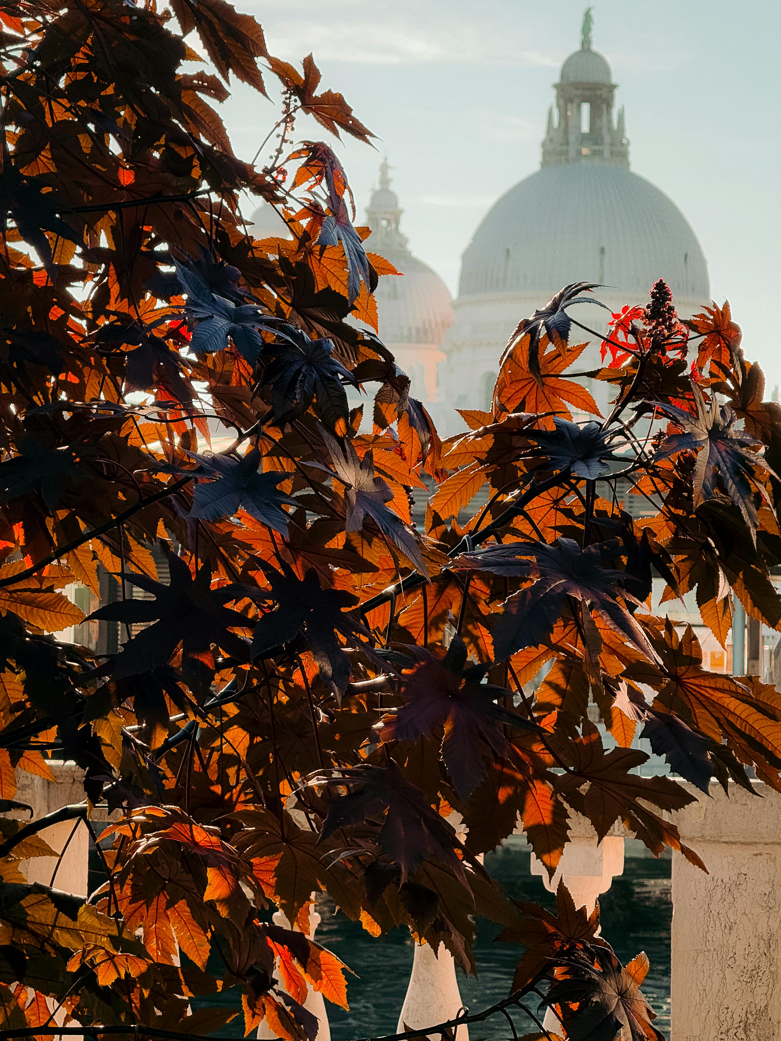 Gratis El colorido follaje otoñal enmarca la icónica cúpula de la Basílica de Santa María della Salute en Venecia, Italia. Foto de stock