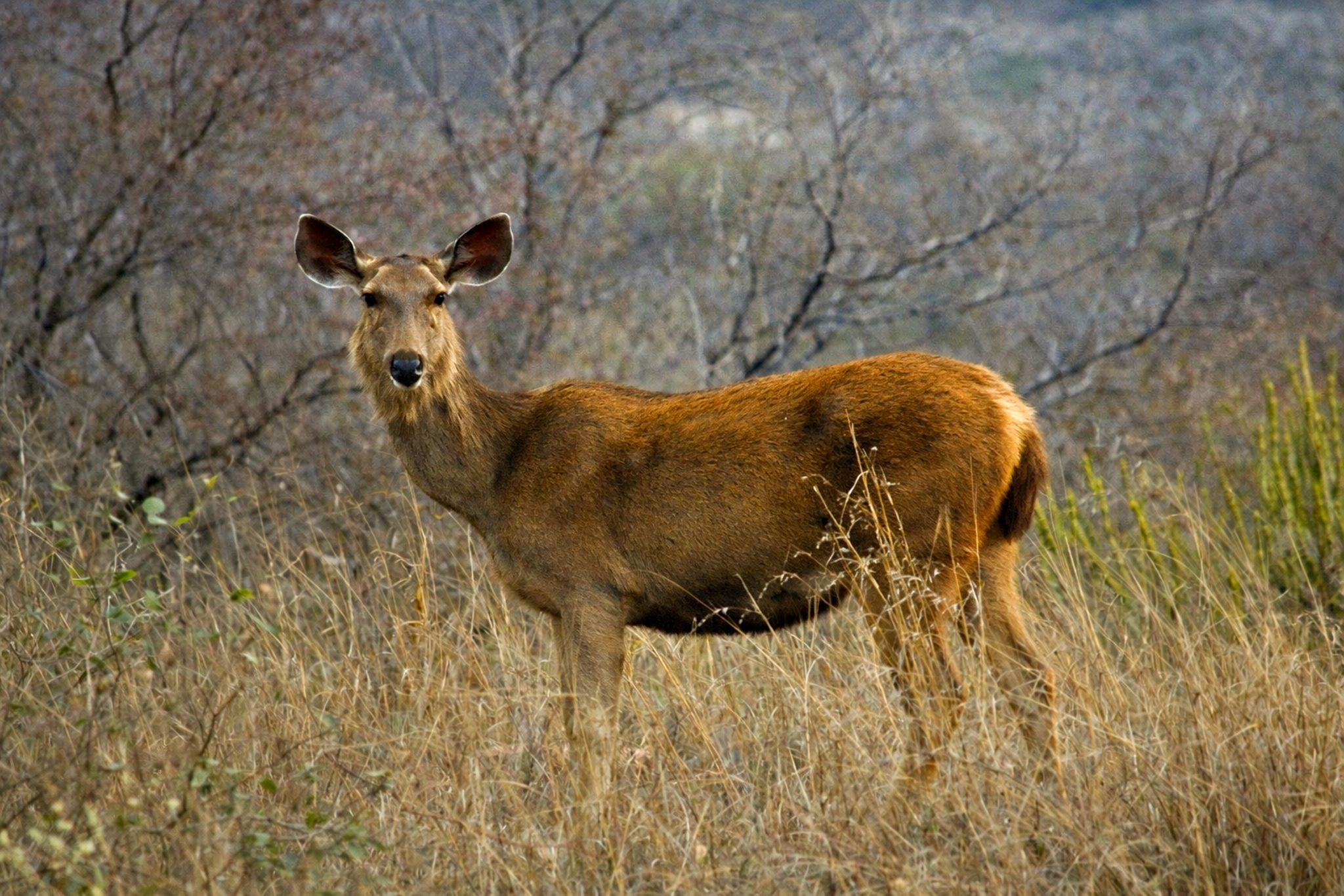 Wildlife