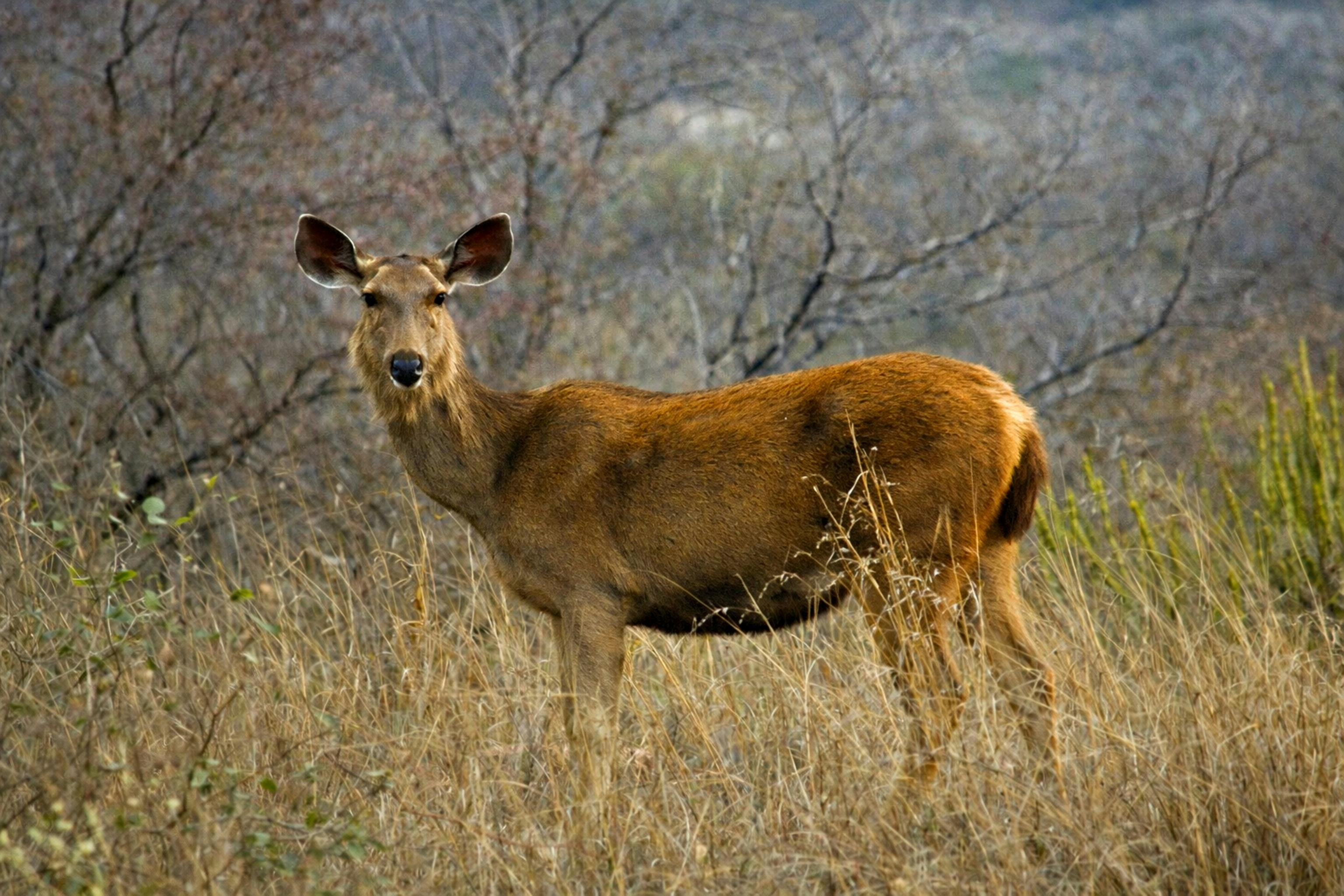 Zadarmo Majestátny jeleň sambarský potulujúci sa suchými džunglami Rádžasthánu v Indii. Fotka z fotobanky