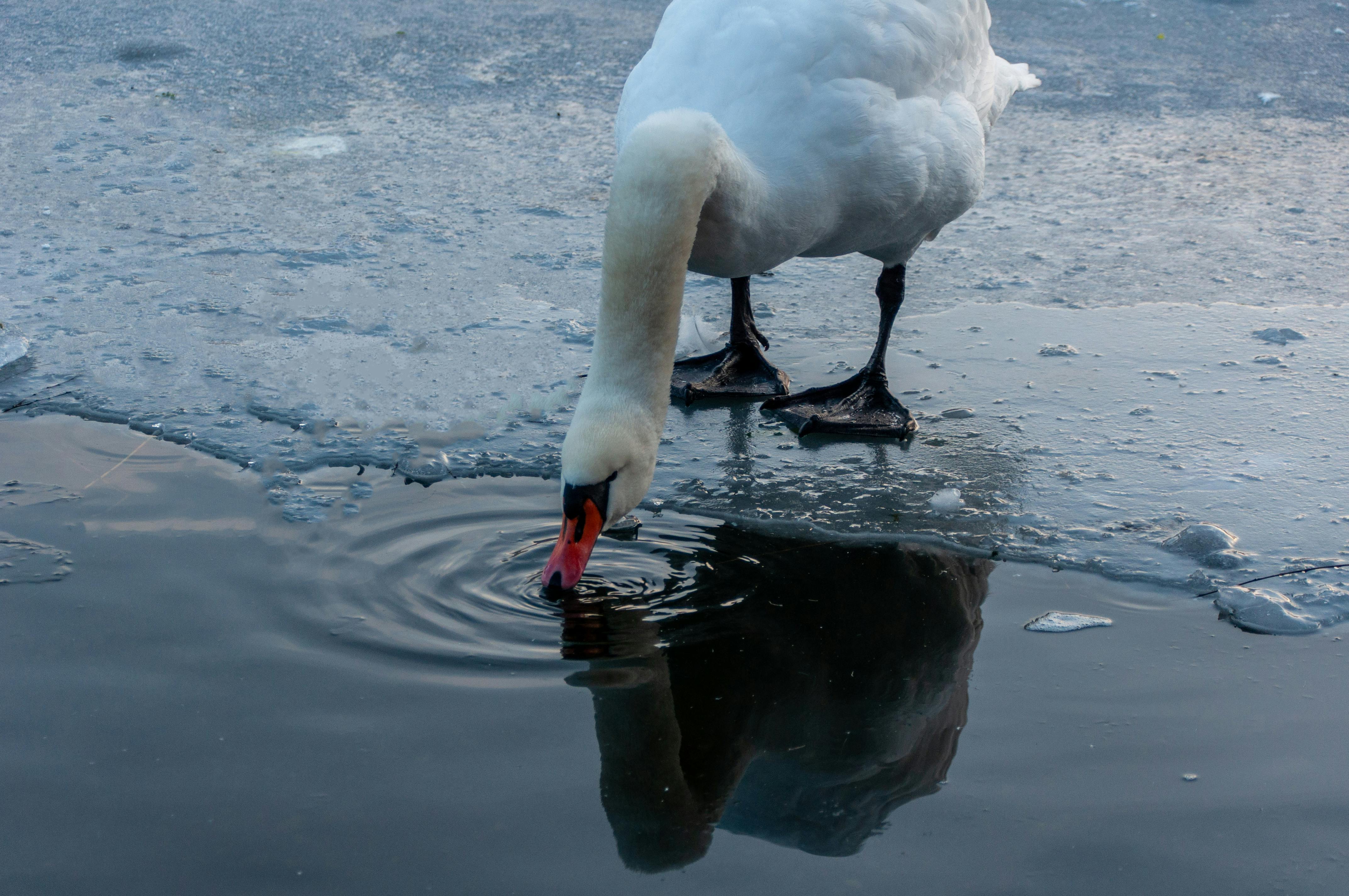 免费 一只优雅的天鹅在冰冷的冬日湖面边饮水，激起层层涟漪。 素材图片