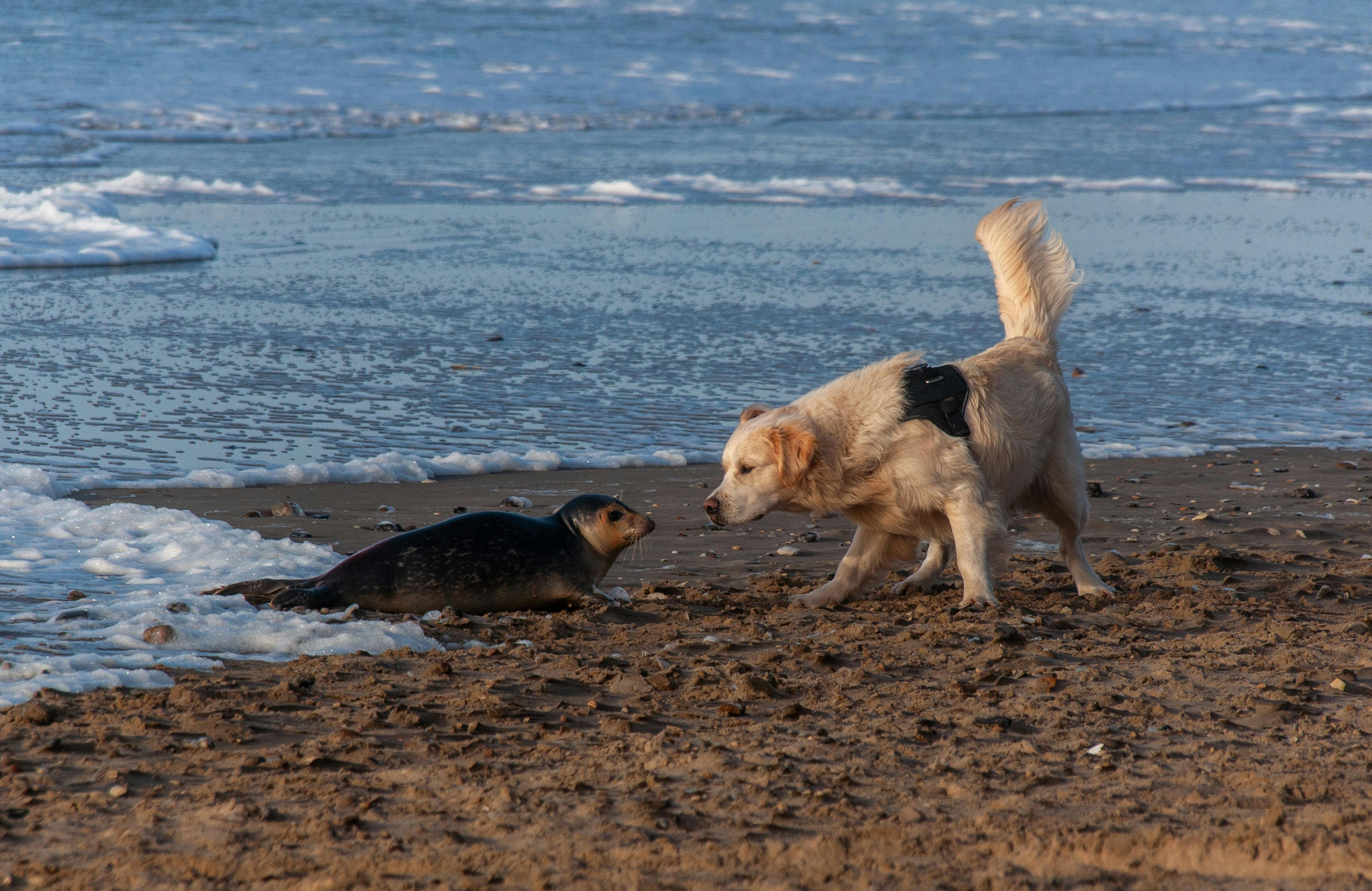 A golden retriever curiously approaches a seal on a sandy beach by the sea.