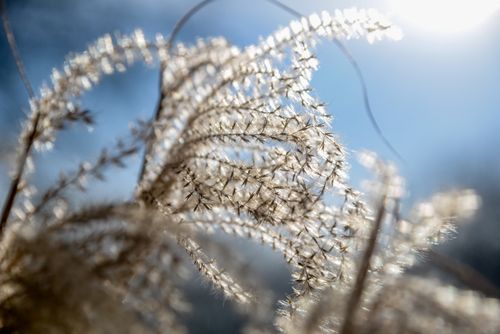 Free A detailed close-up of ornamental grass glowing in the sunlight with a clear blue sky background. Stock Photo