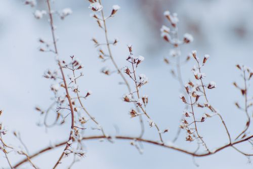 Free Close-up of delicate branches dusted with snowflakes in a serene winter landscape. Stock Photo