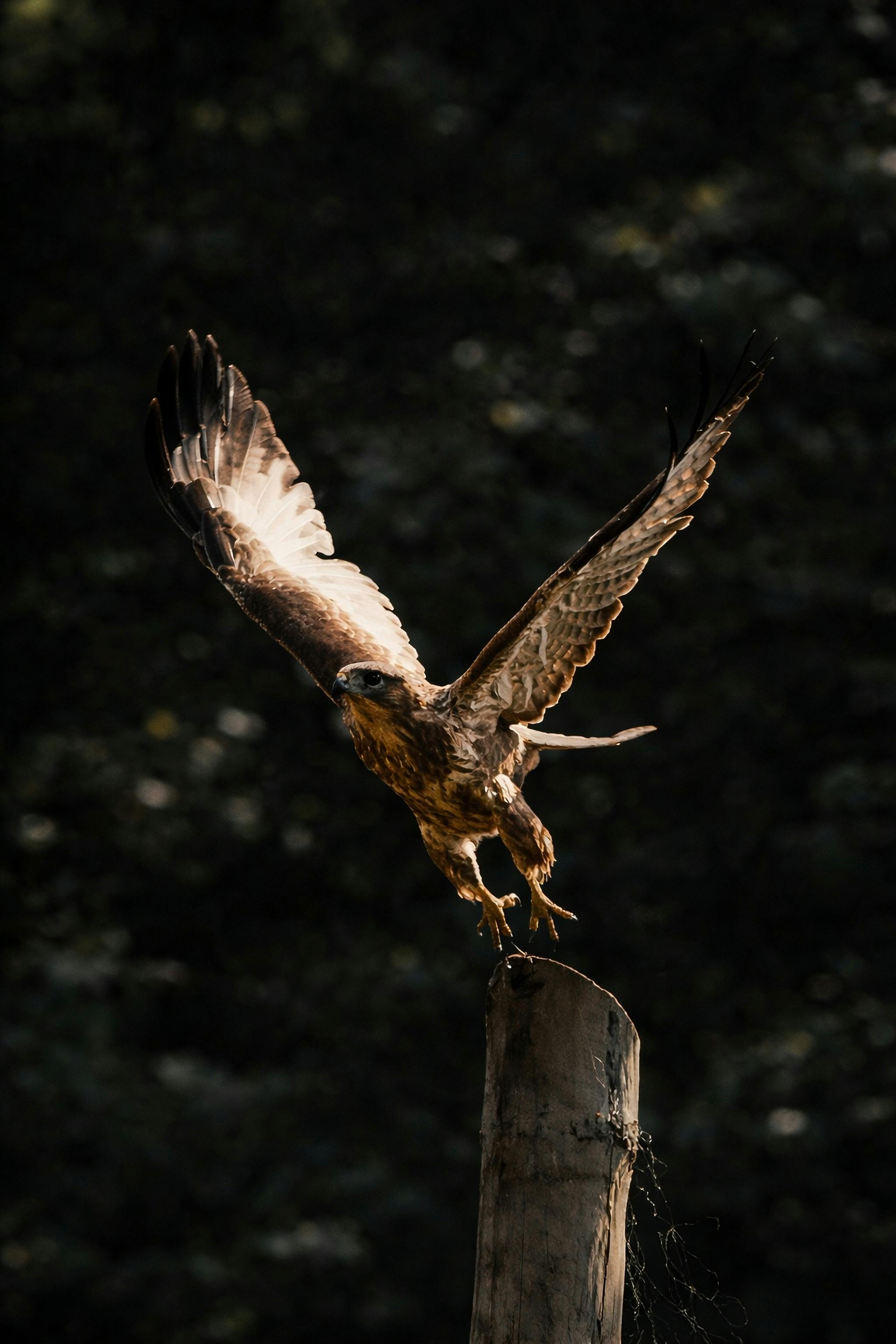 Gratis Majestetisk ørn med utstrakte vinger lander på en trestolpe i naturlige omgivelser. Arkivbilde