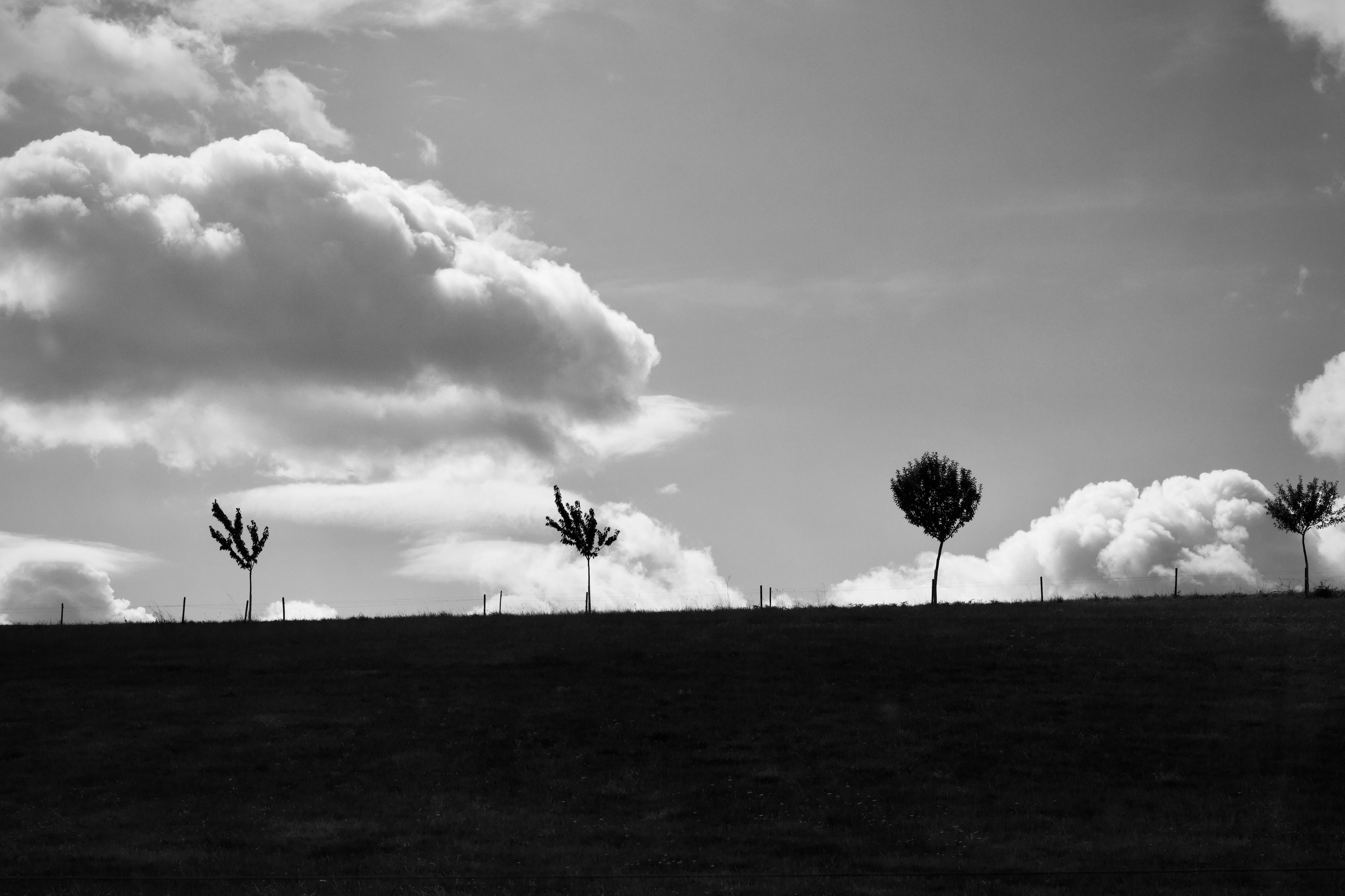 Gratis Escena de paisaje minimalista en blanco y negro con árboles aislados y nubes dramáticas. Foto de stock