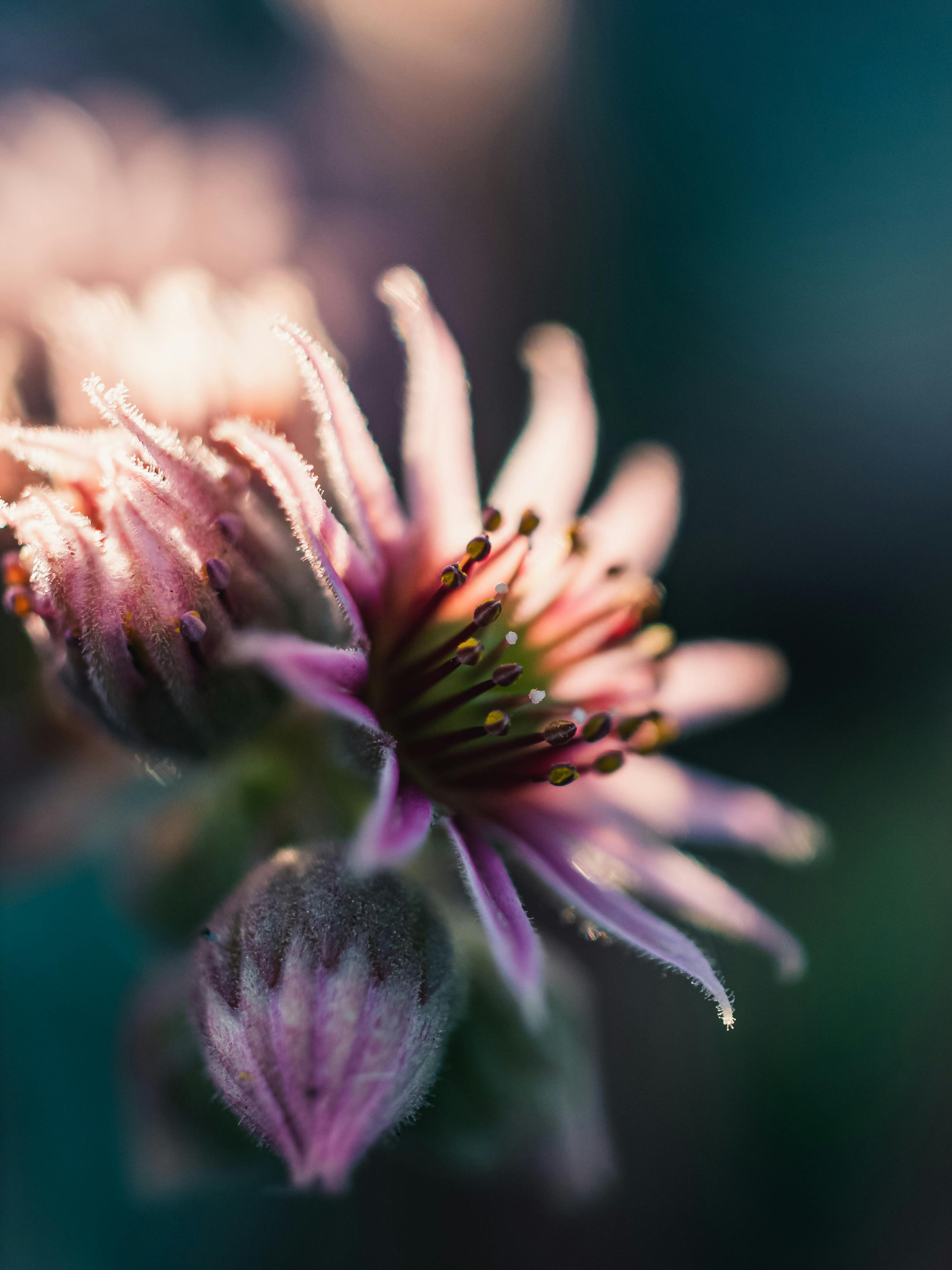 無料 露のついたピンク色の花の詳細なマクロ写真。自然の美しさが表現されています。 写真素材