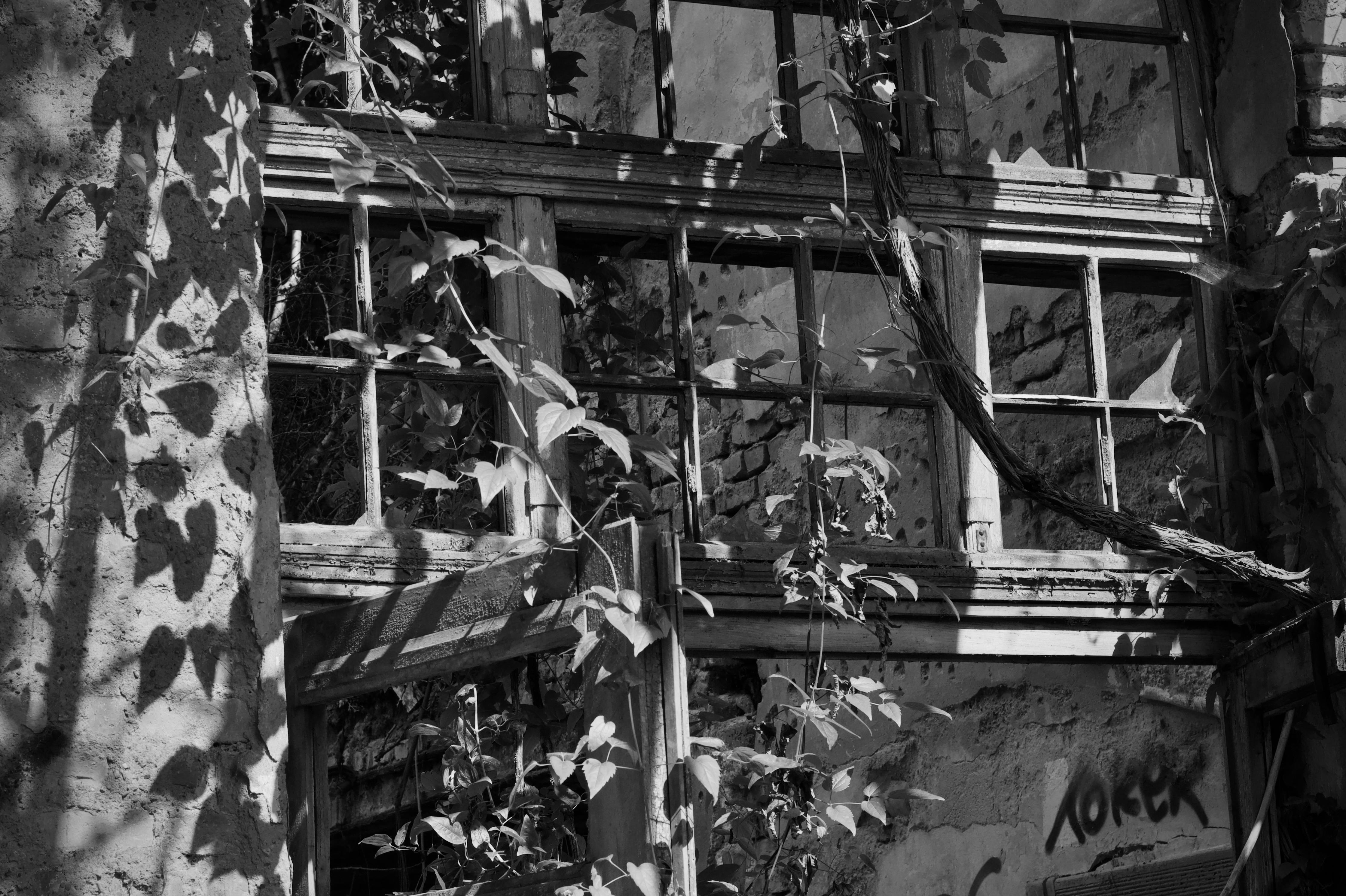 Kostenlos Schwarz-Weiß-Fotografie von Efeu, der an den Fenstern verlassener Gebäude wächst und Verfall vermittelt. Stock-Foto