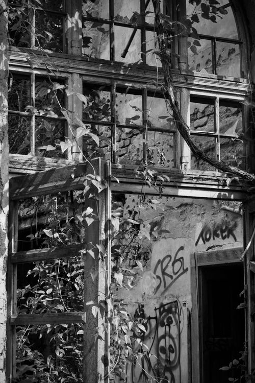 Free Black and white photo of a decayed building overtaken by ivy and graffiti artwork. Stock Photo