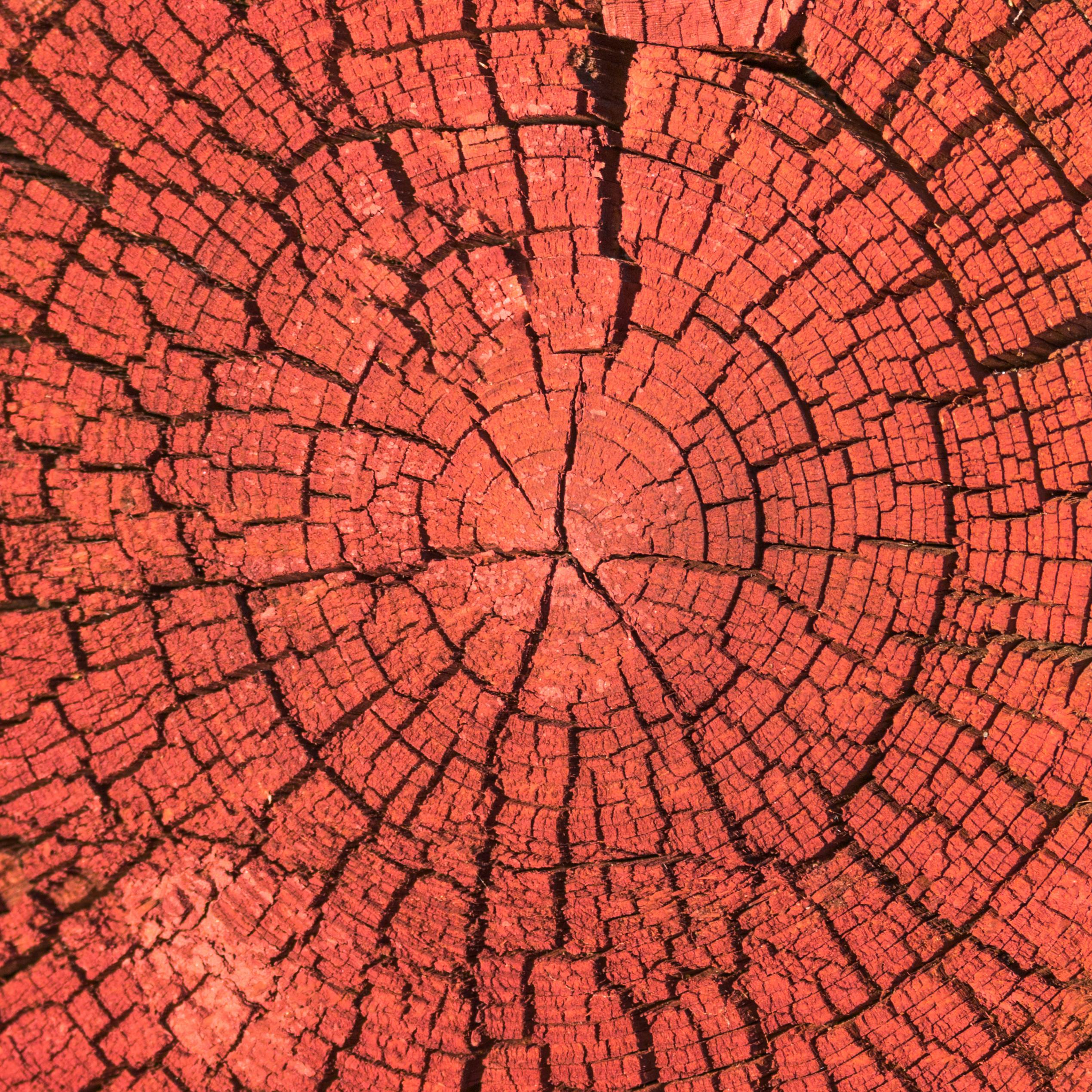 Ücretsiz Kırmızı renkle boyanmış ağaç halkalarının detaylı görünümü, doğal desenleri ve dokuları sergiliyor. Stok Fotoğraflar