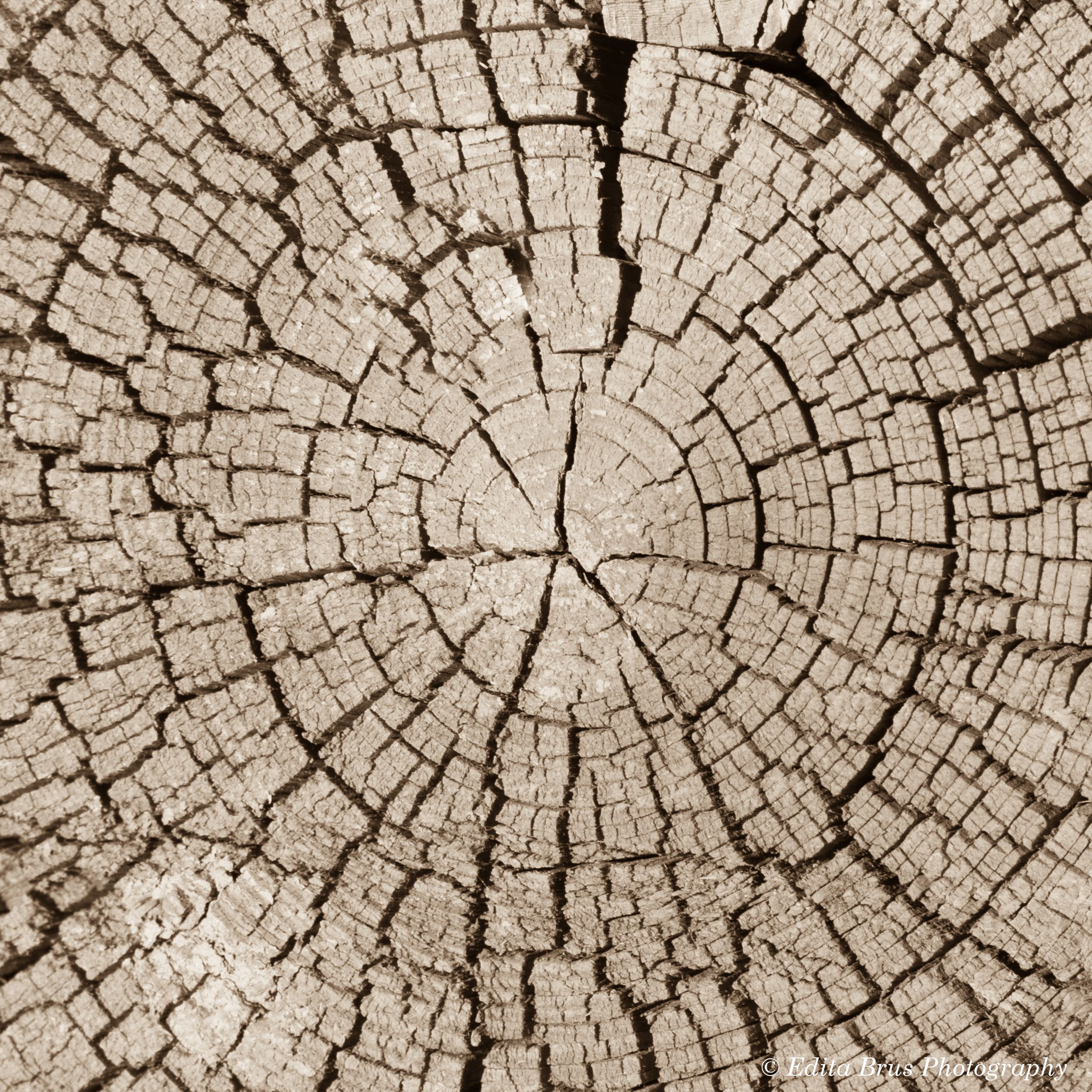 Detailed sepia-tone close-up of tree rings showing age and texture.