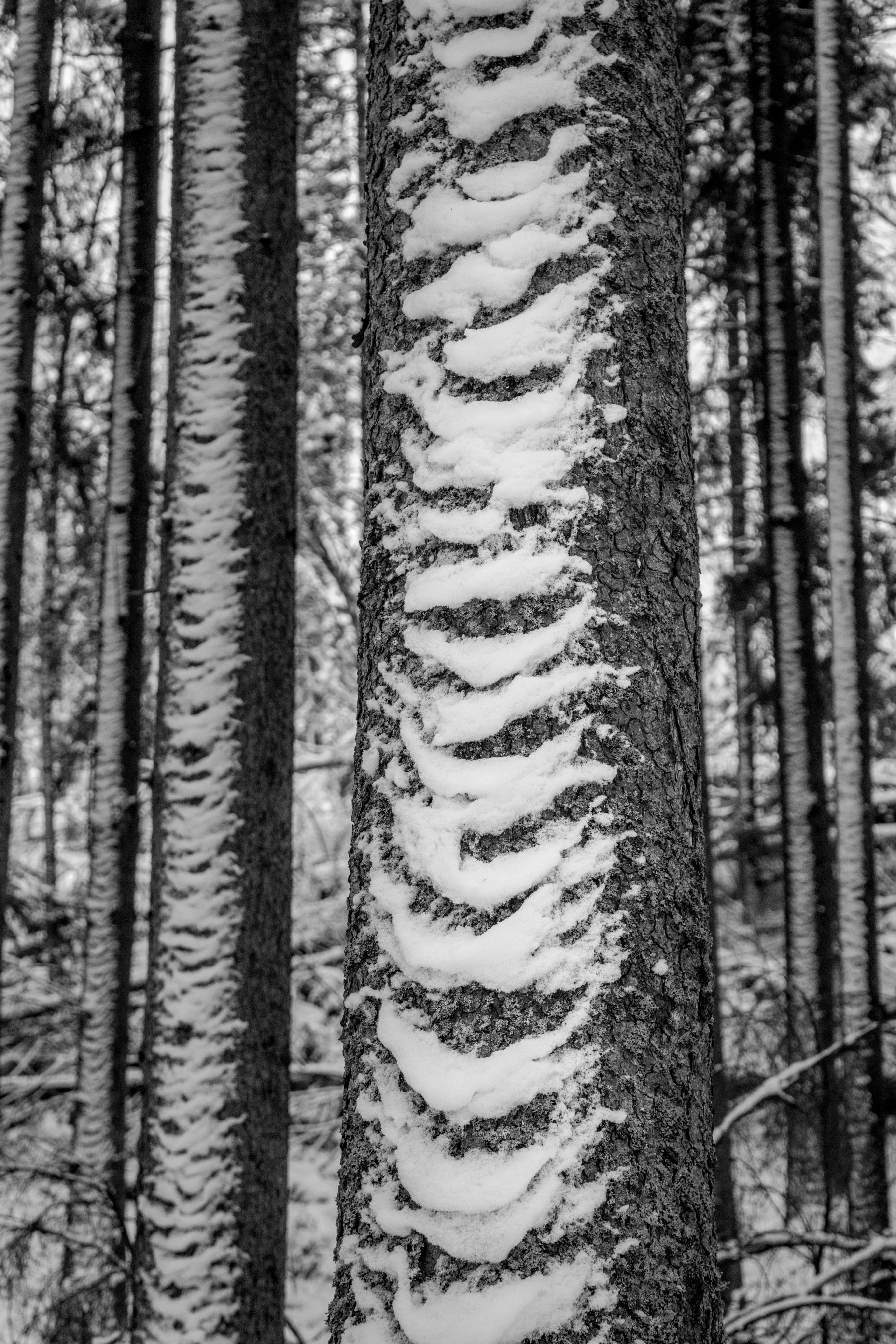 Gratis Foto in bianco e nero di motivi innevati sui tronchi degli alberi in una tranquilla foresta invernale. Foto a disposizione