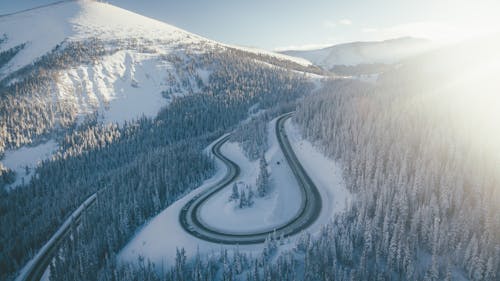 Pinos Verdes En La Montaña Cubierta De Nieve