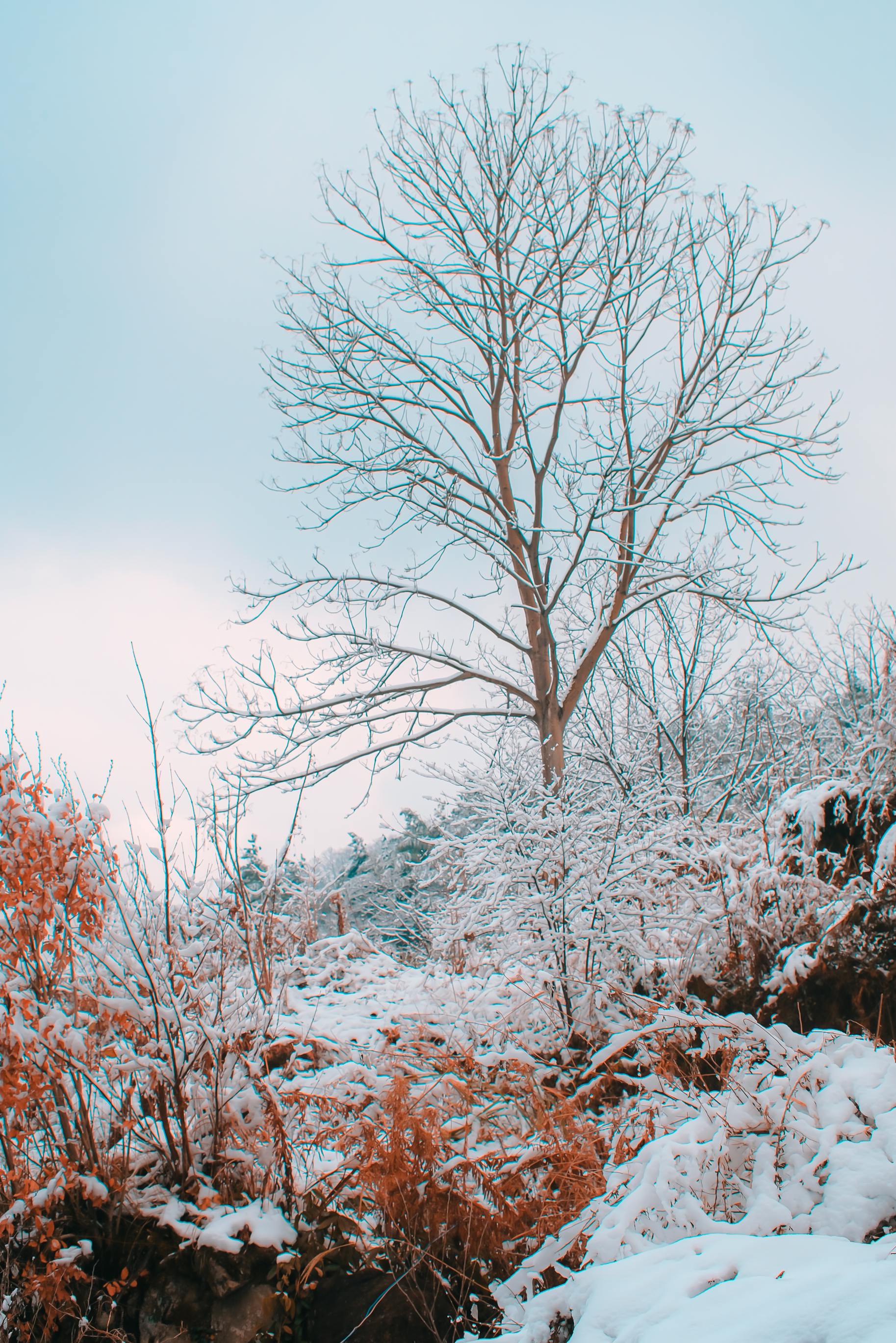 gratis Een vredig wintertafereel met met sneeuw bedekte bomen en bladeren onder een heldere hemel. Stockfoto