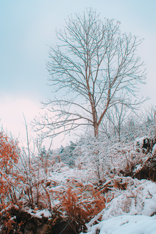 Free A tranquil winter scene of snow-covered trees and foliage under a clear sky. Stock Photo