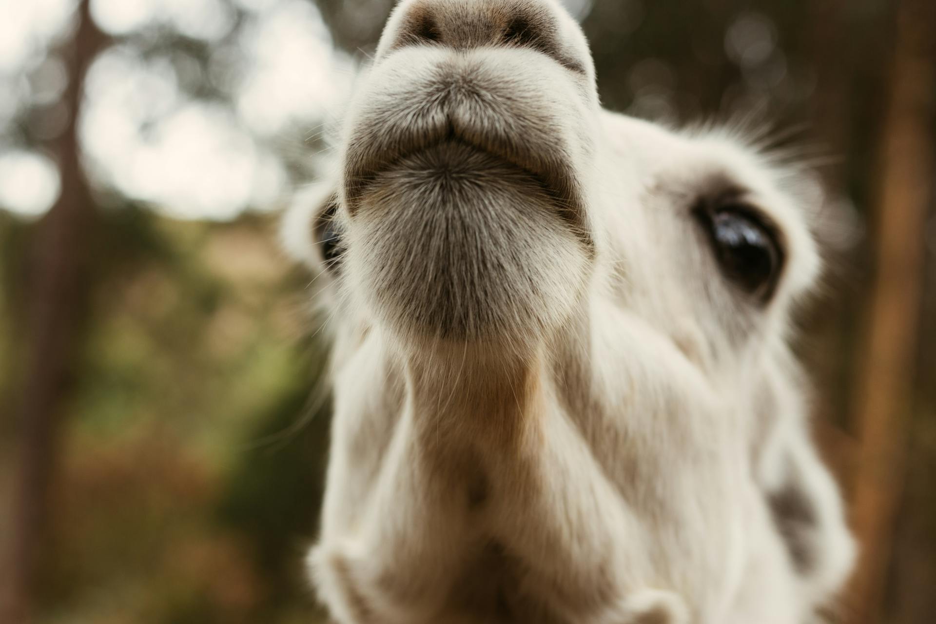 A detailed close-up of a llama's face outdoors, highlighting its fur and expressive features.