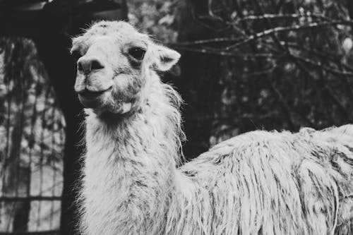 Grayscale Photo of Llama in Front of Trees