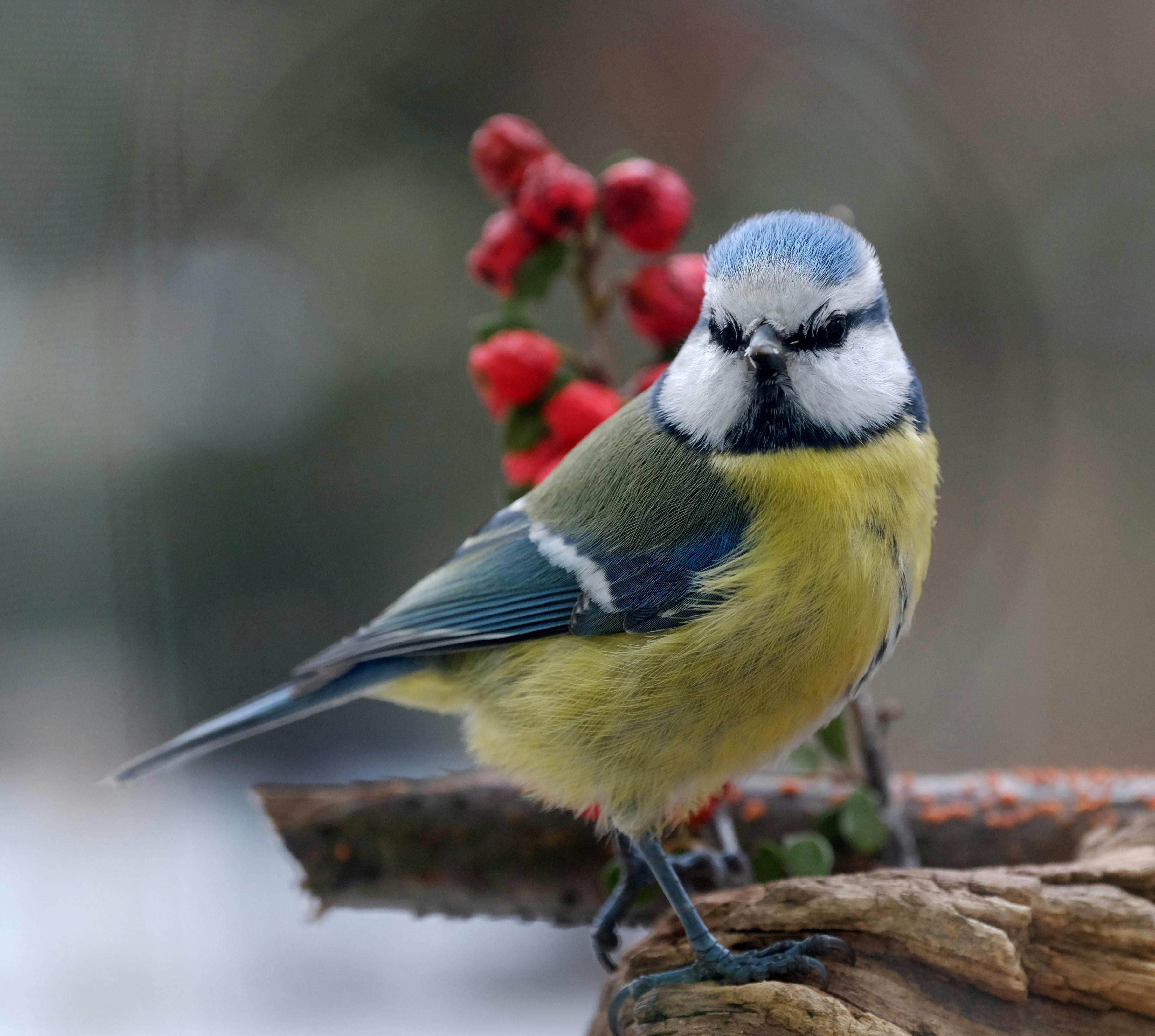 免费 一只迷人的蓝山雀栖息在挂满鲜红浆果的树枝上，展现出鲜艳的羽毛和大自然的美丽。 素材图片