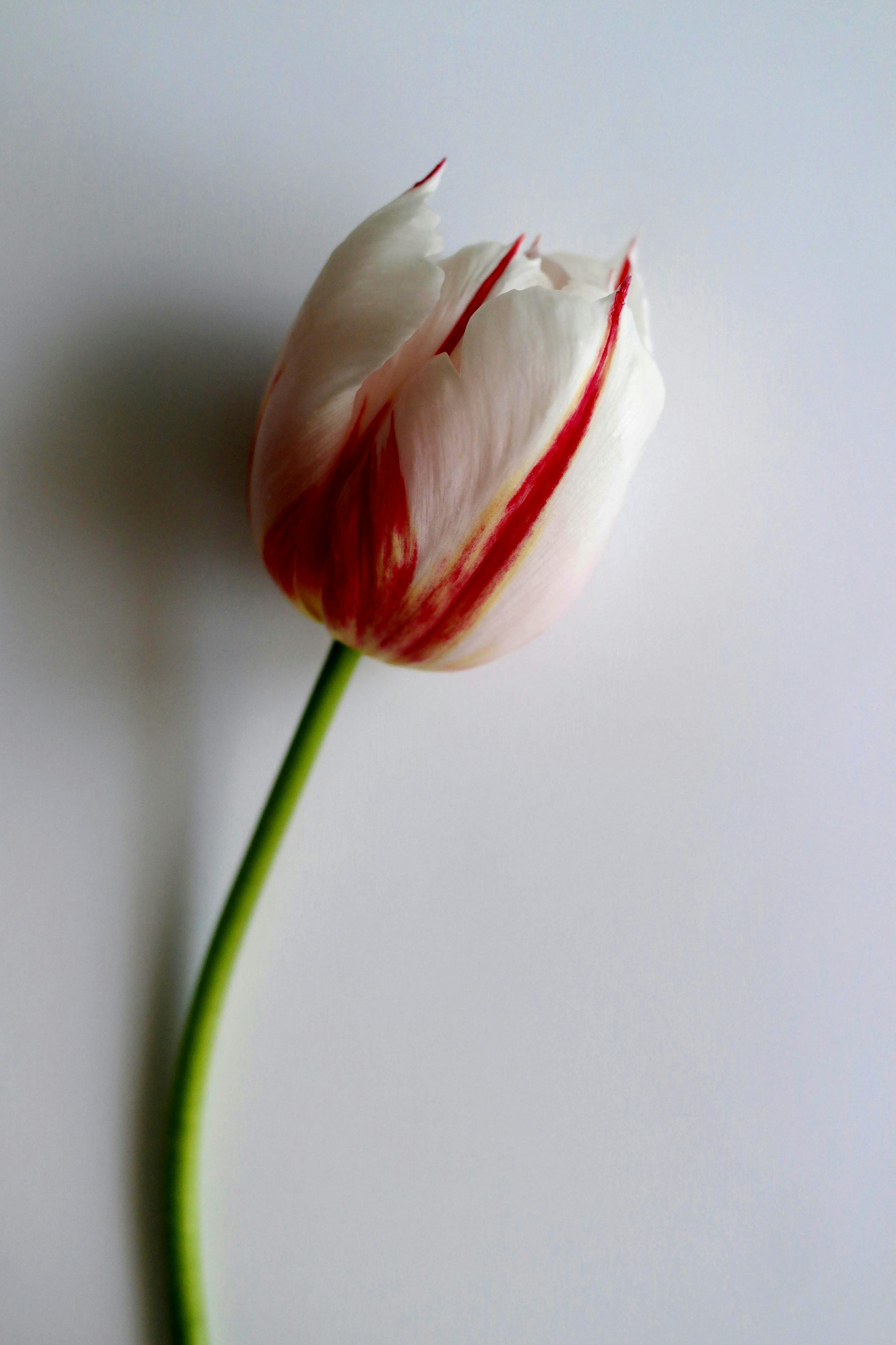 Miễn phí Hoa tulip đỏ trắng thanh lịch trên nền trắng trơn, tôn lên vẻ đẹp tự nhiên. Ảnh lưu trữ