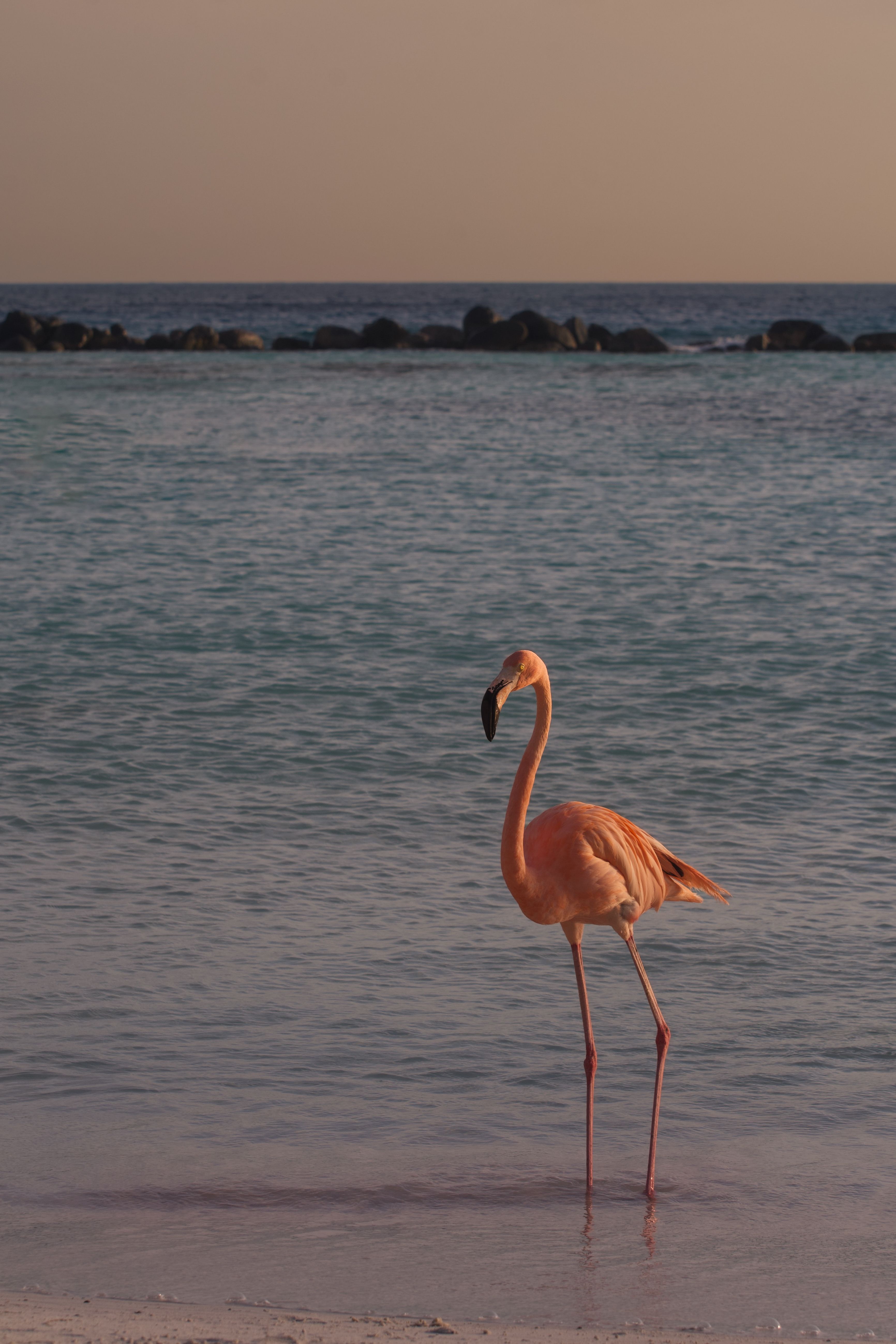 Elegant Flamingo at Sunset on Aruba Beach · Free Stock Photo